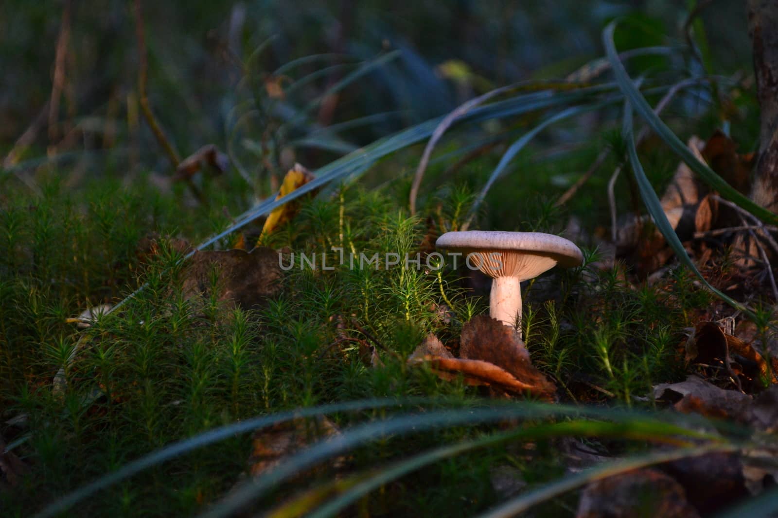 Dark magic forest mushroom in a ray of light