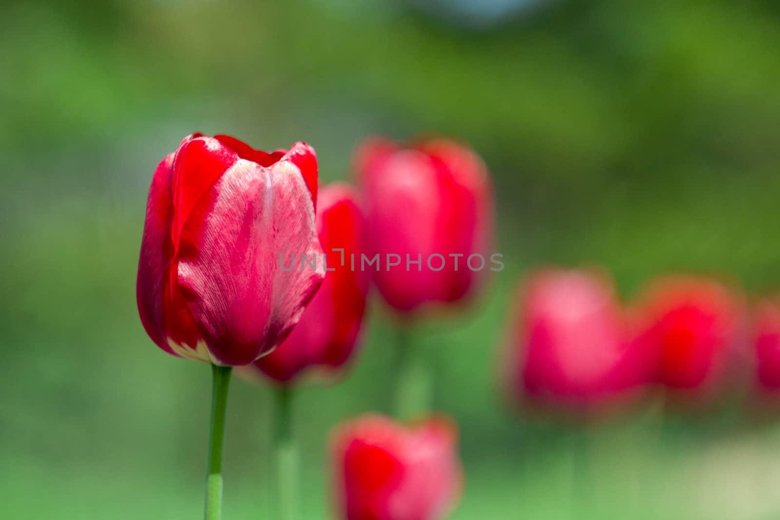 red tulips in the light with green bokeh