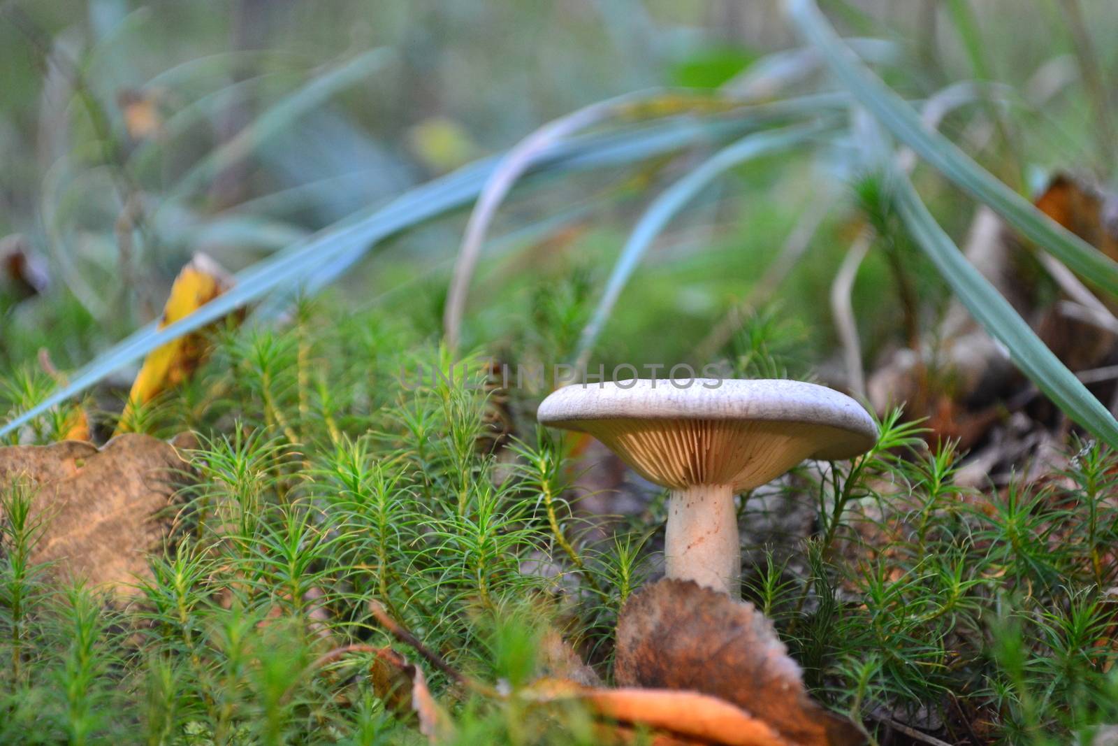 mushroom moss grass