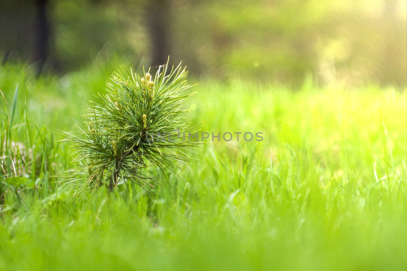 a coniferous tree grows among the grass in the suna coniferous tree grows among the grass in the sun
