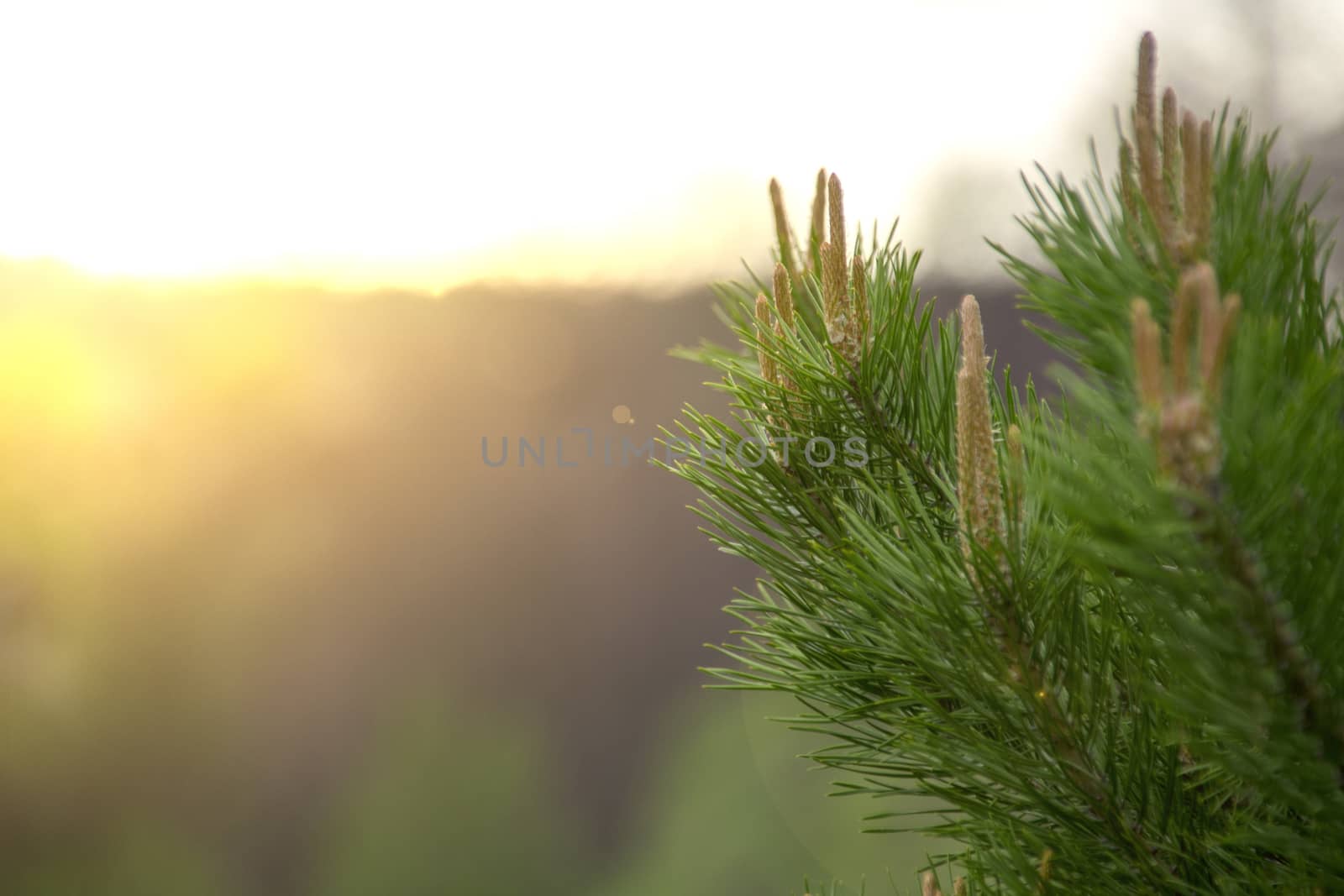 pine branch with buds at sunset
