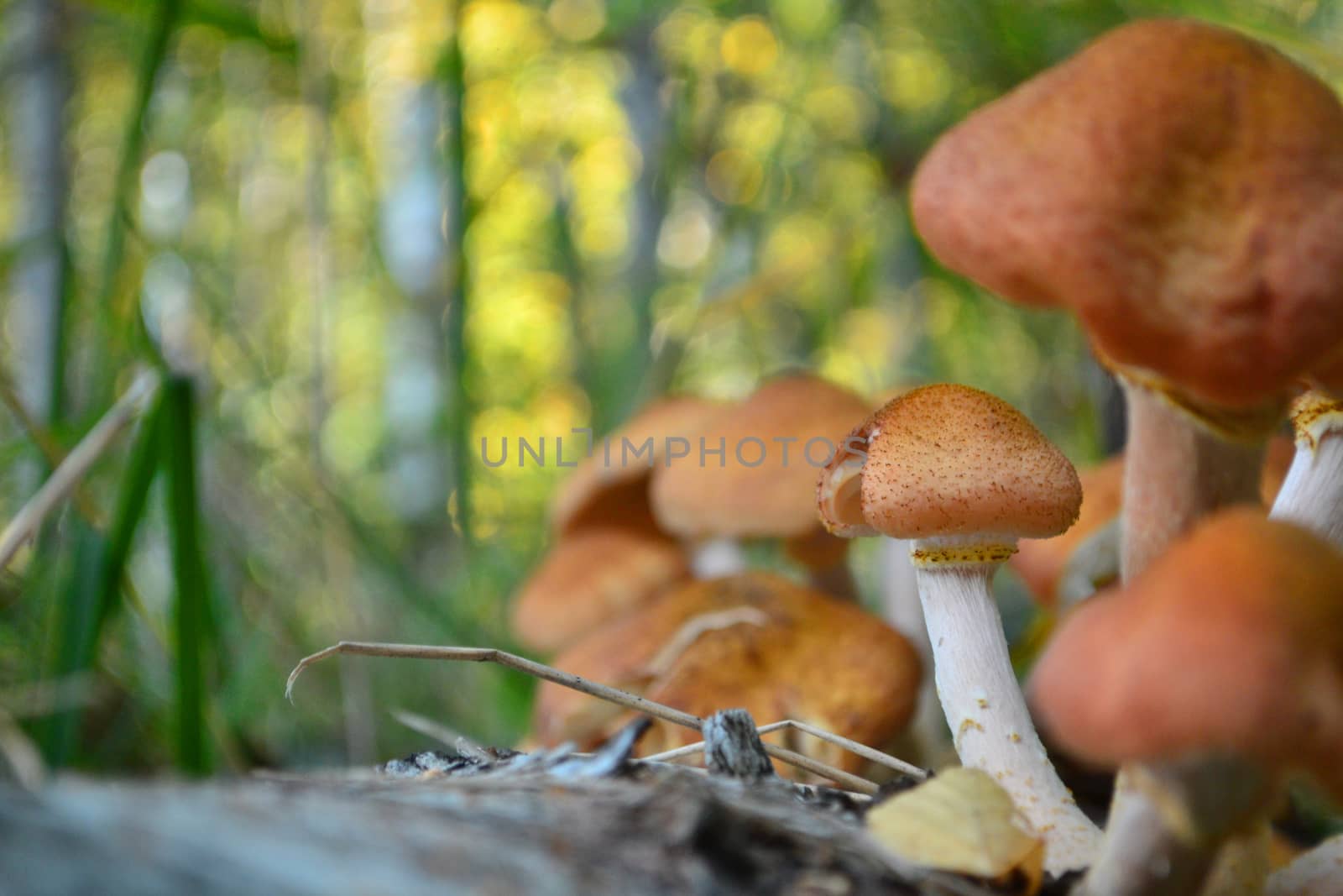 many honey agarics on the tree forest mushroom