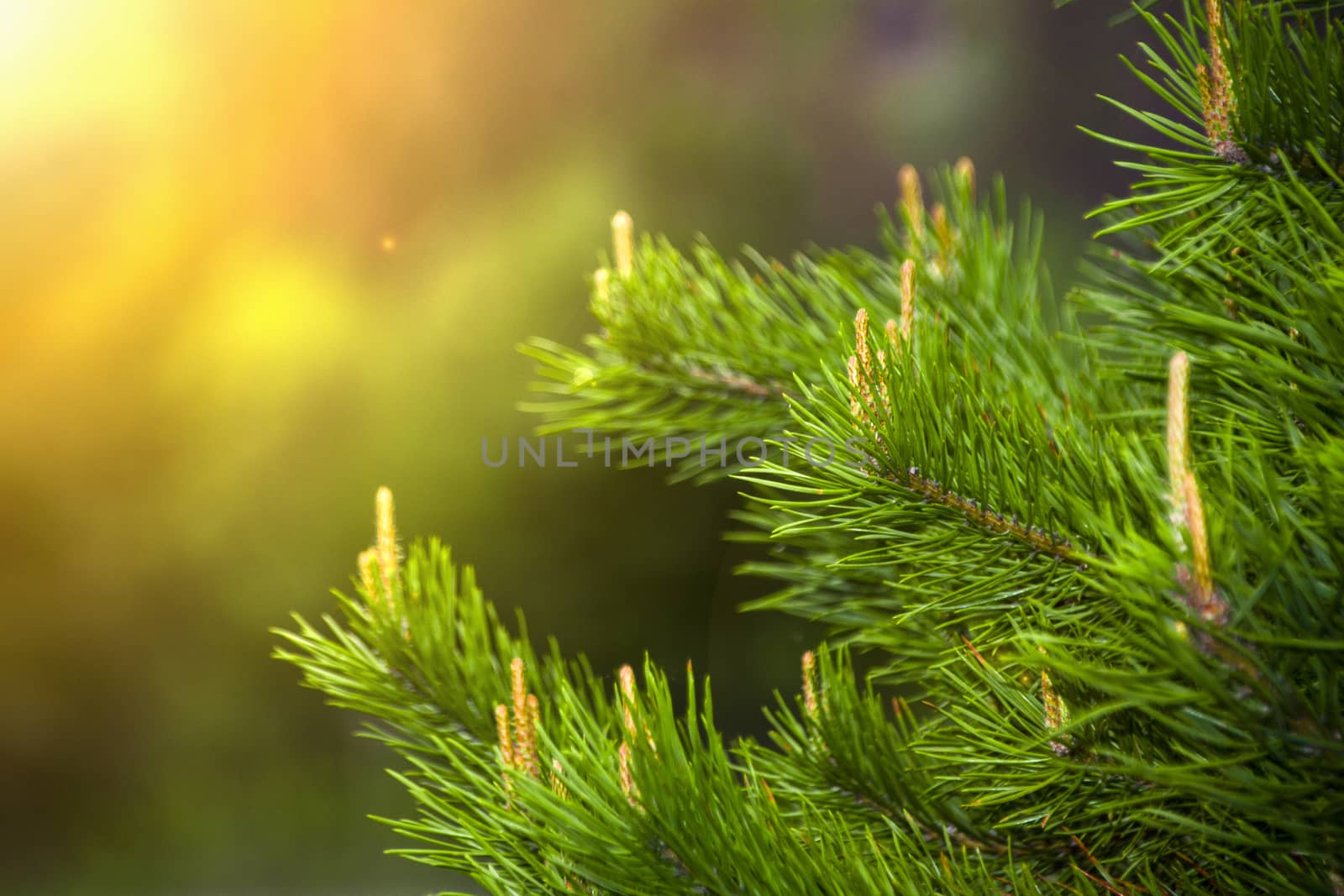 pine branch with buds in a beam of light