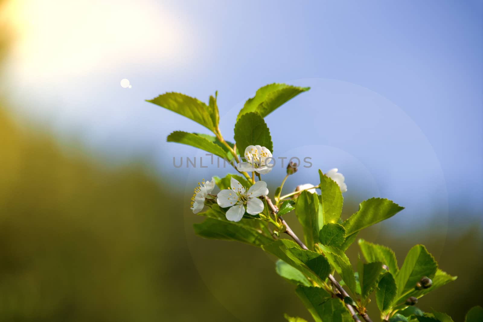 blooming Apple tree branch in the sun against the sky