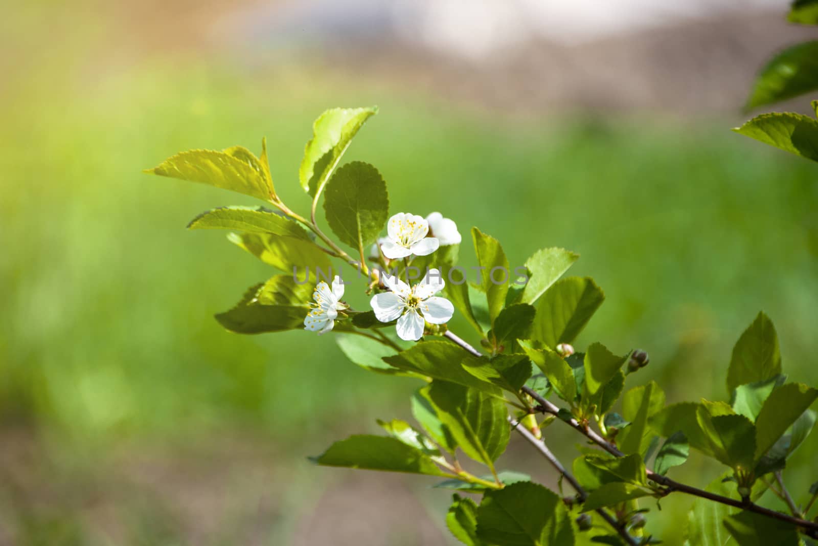 blooming Apple tree branch