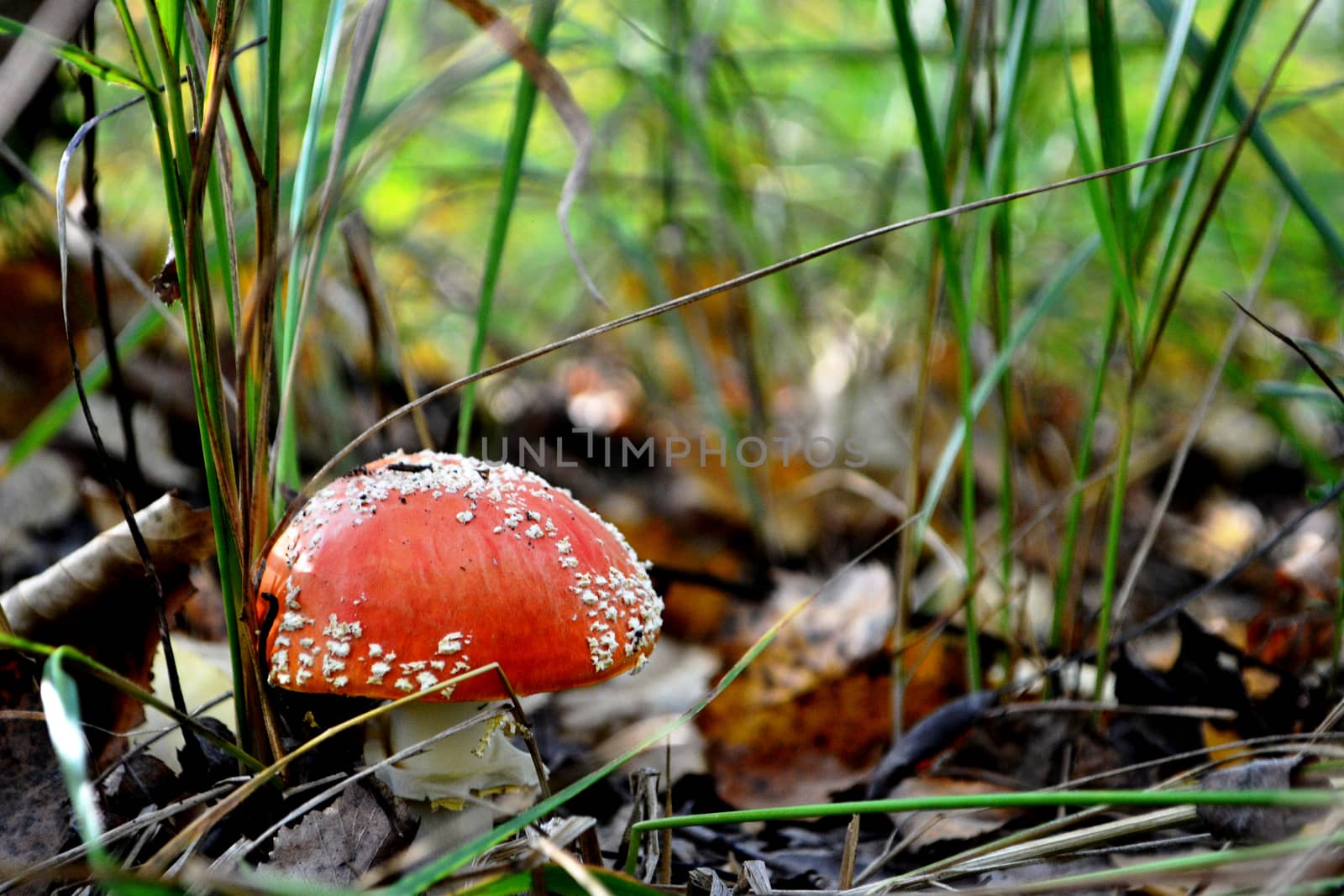 amanita in the woods. red mushroom in the forest