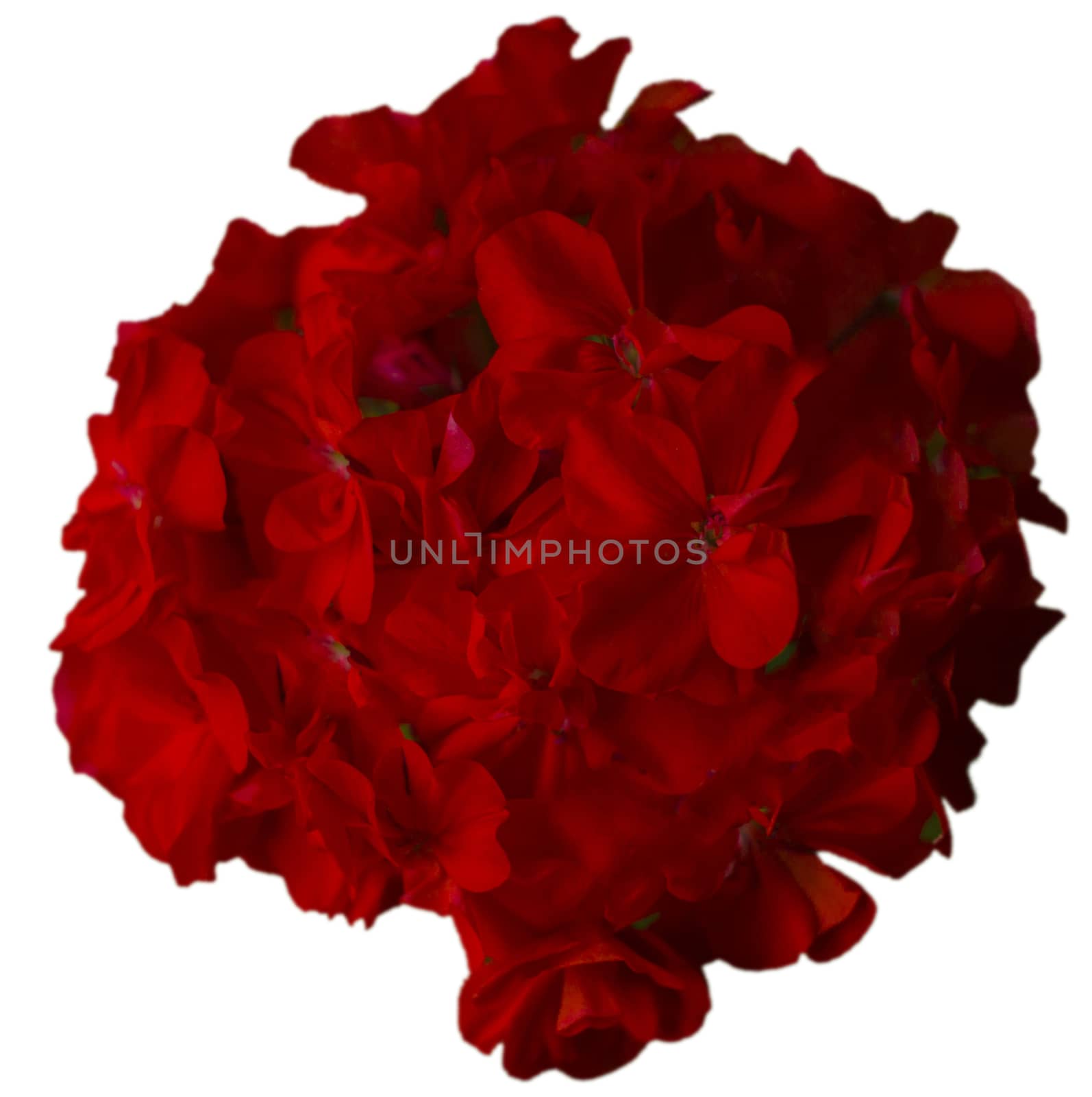 red geranium large plan isolated