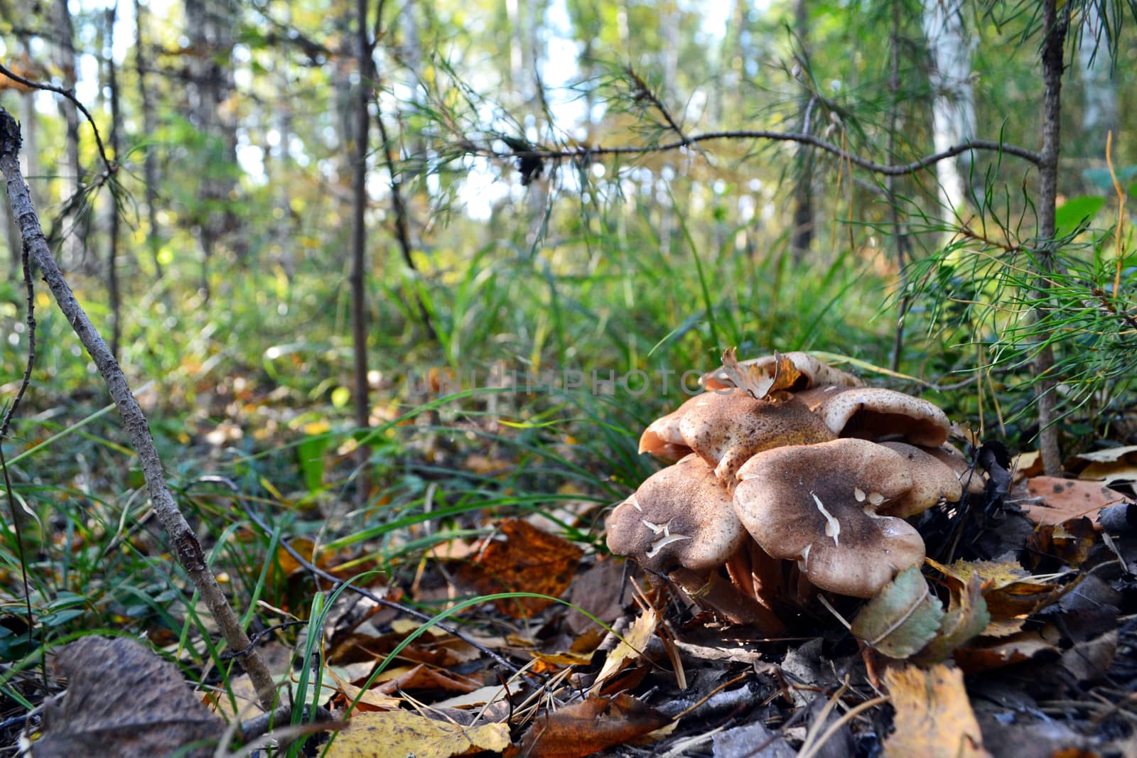 mushrooms near a tree in the forest