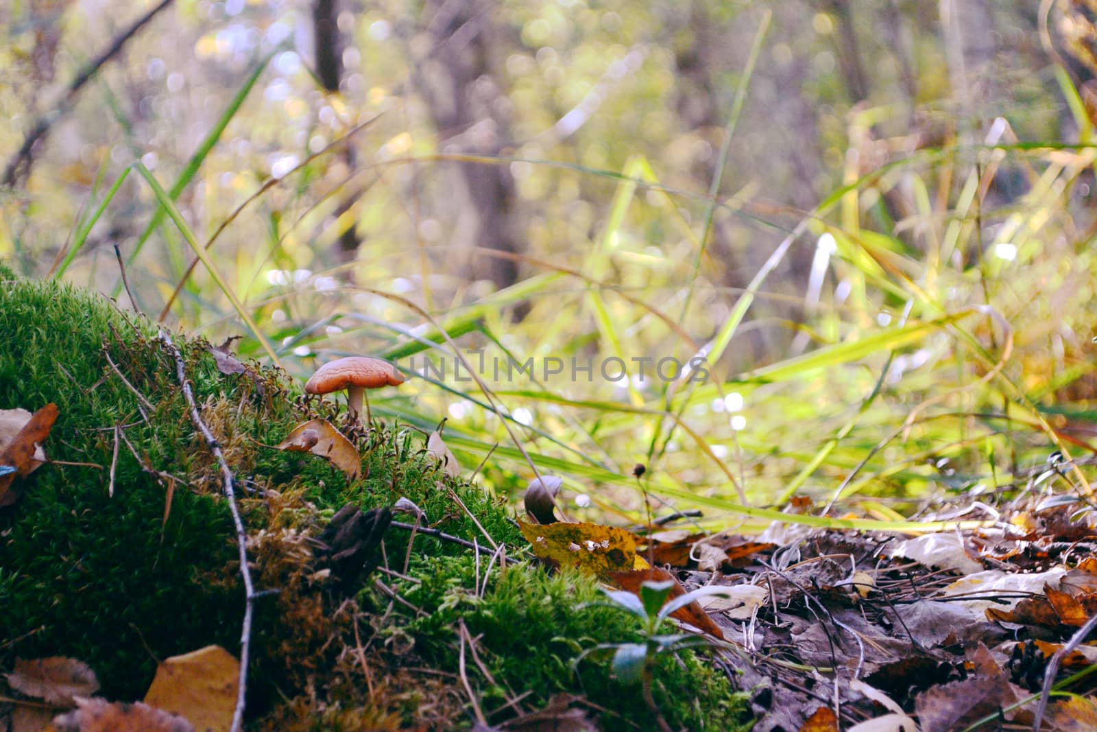 red mushroom in the forest. amanita in the woods.