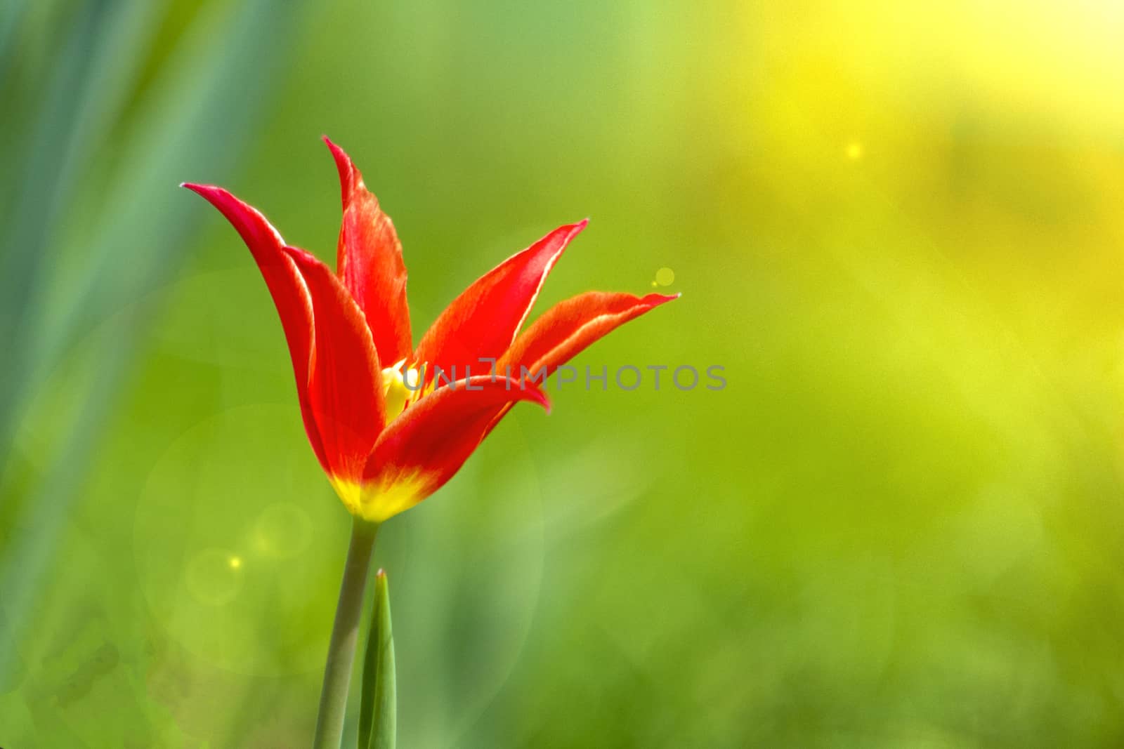 Tulip green background in beam of light big plan copy space
