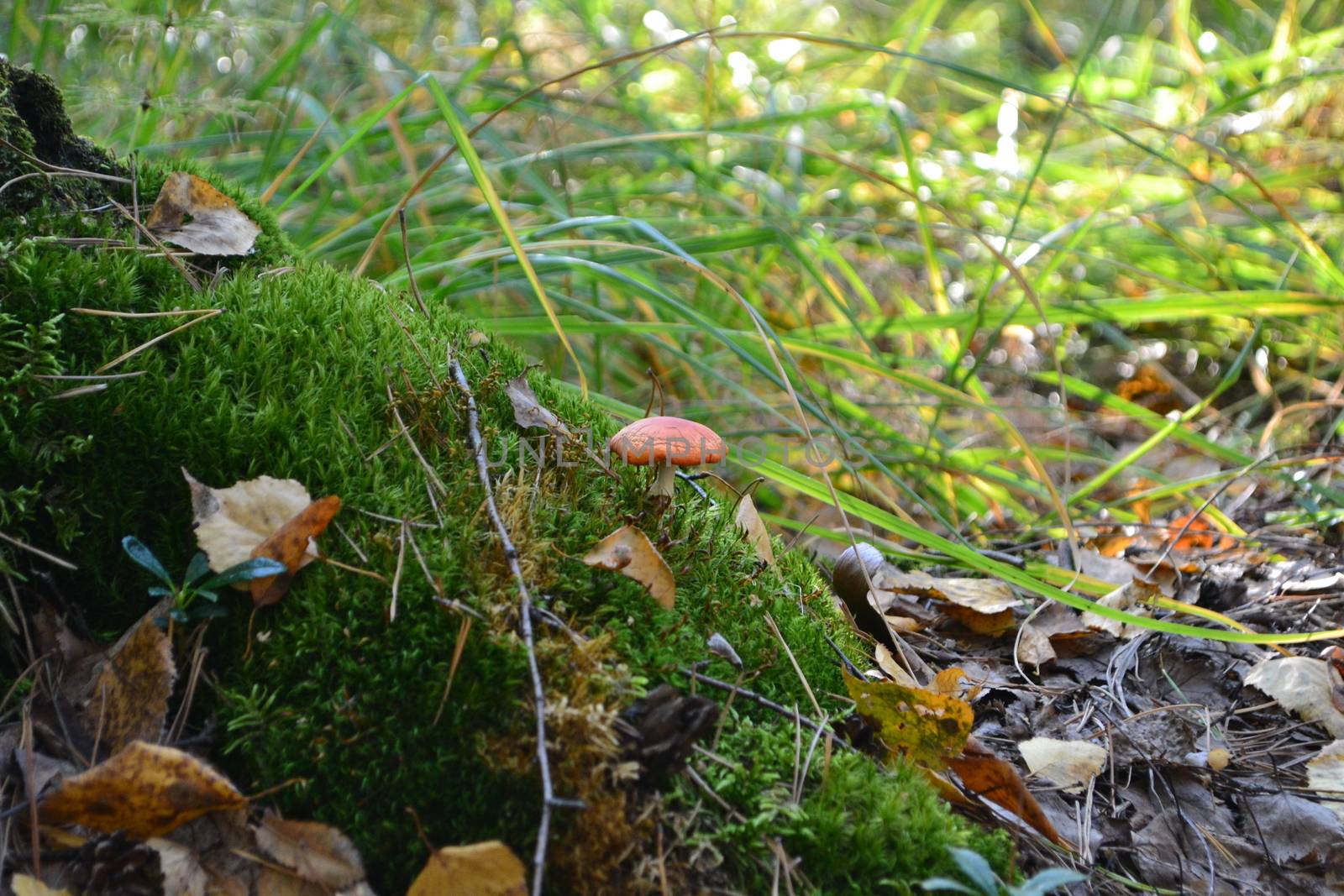 mushrooms tree forest grass moss