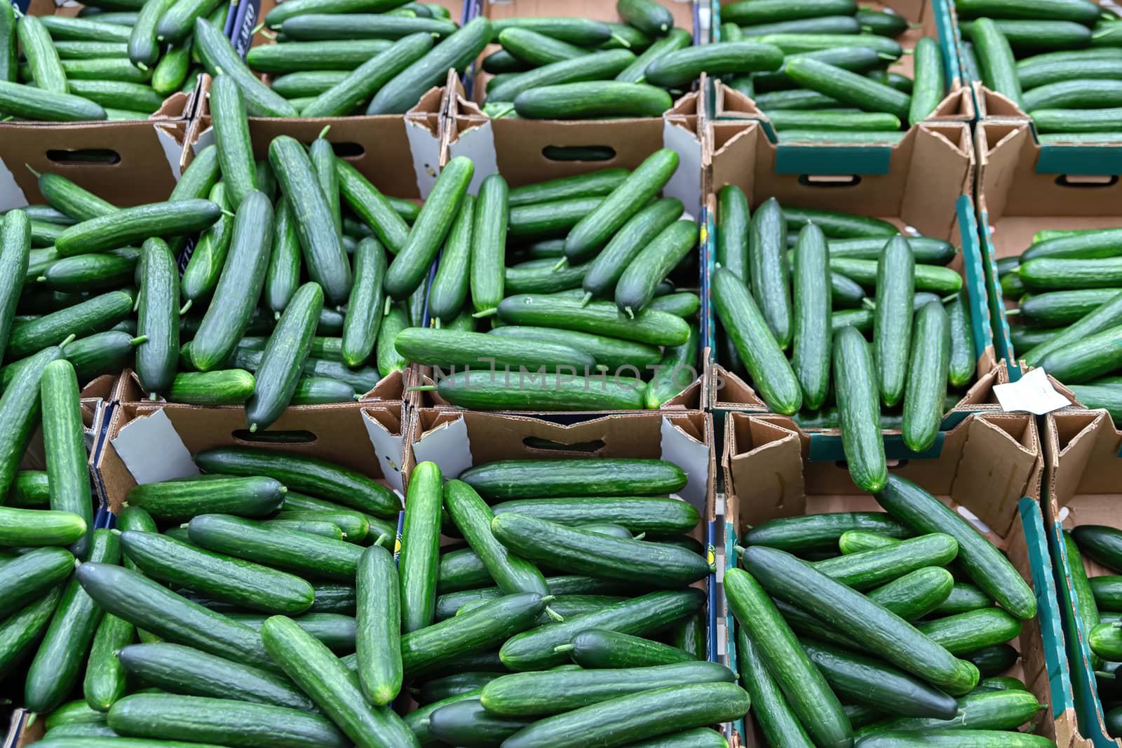 Green cucumbers on shelf in supermarket. Organic eating. by bonilook