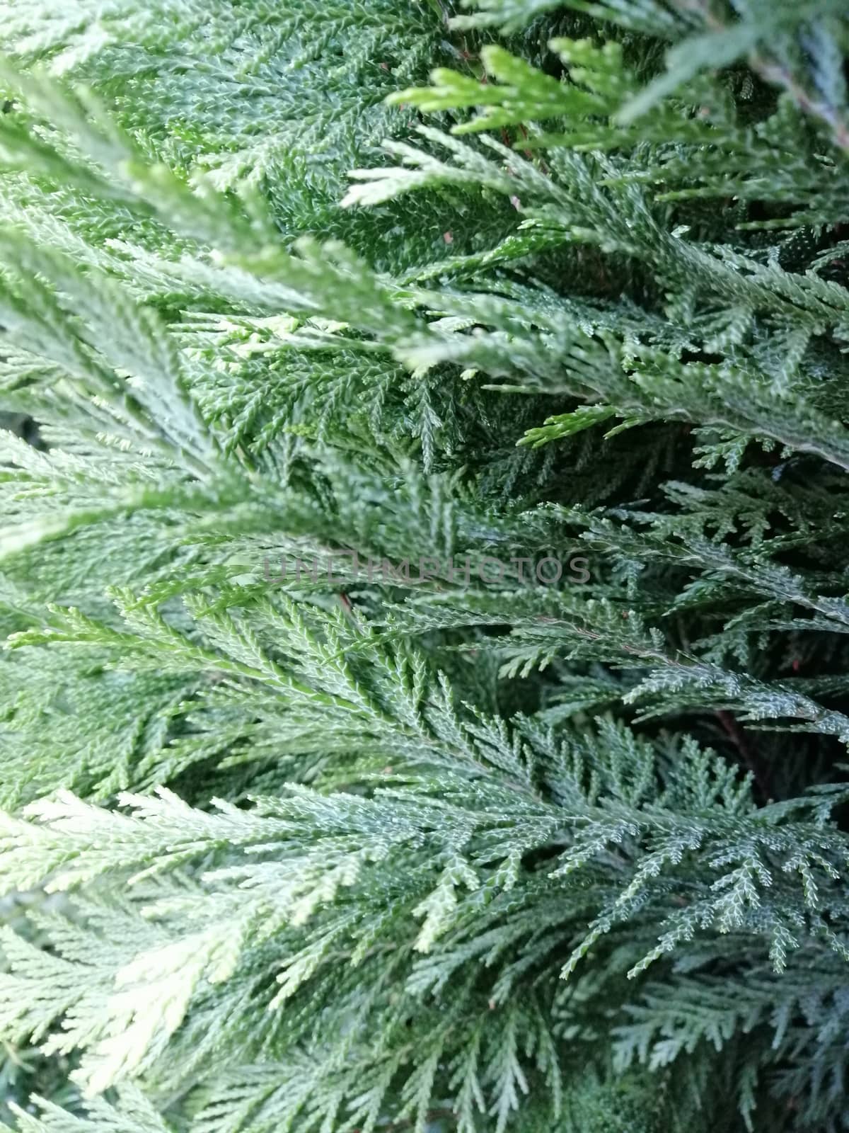 Evergreen thuja tree branches background. Macro photo.