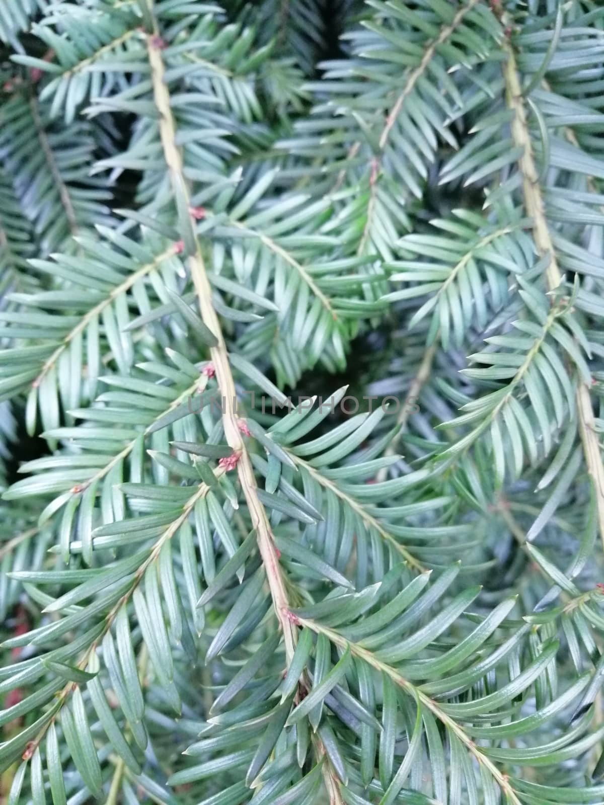 Close-up of evergreen pine branches textured background by Lenkapenka