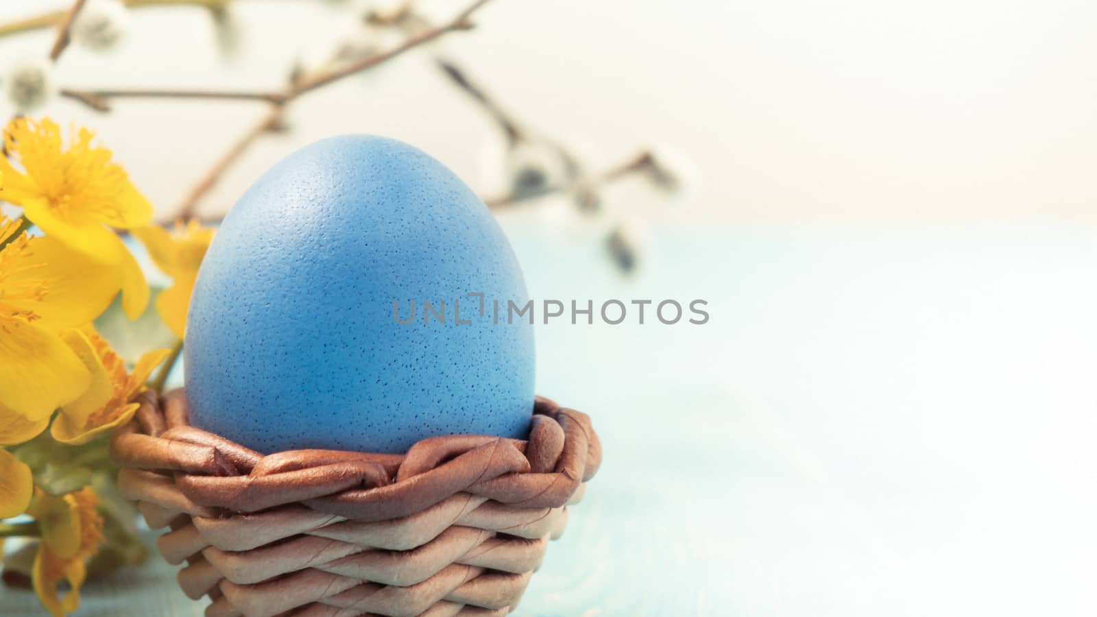 One blue egg in a wicker stand on a blue wooden table with pussy-willow twigs and yellow flowers - blank for design or greeting card, place for text, copy space.