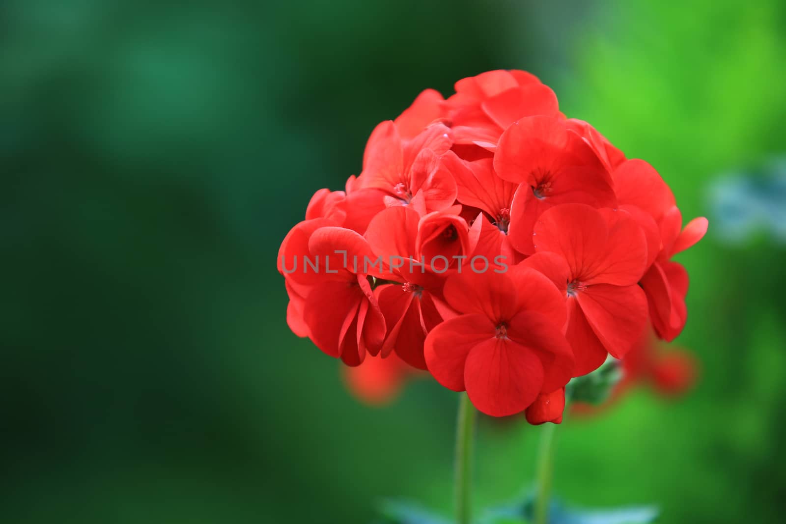 Beautiful red Hydrangea or Hortensia flower blossoming in garden,Closeup freshness Hydrangea flowers in nature background,concept hotness flower