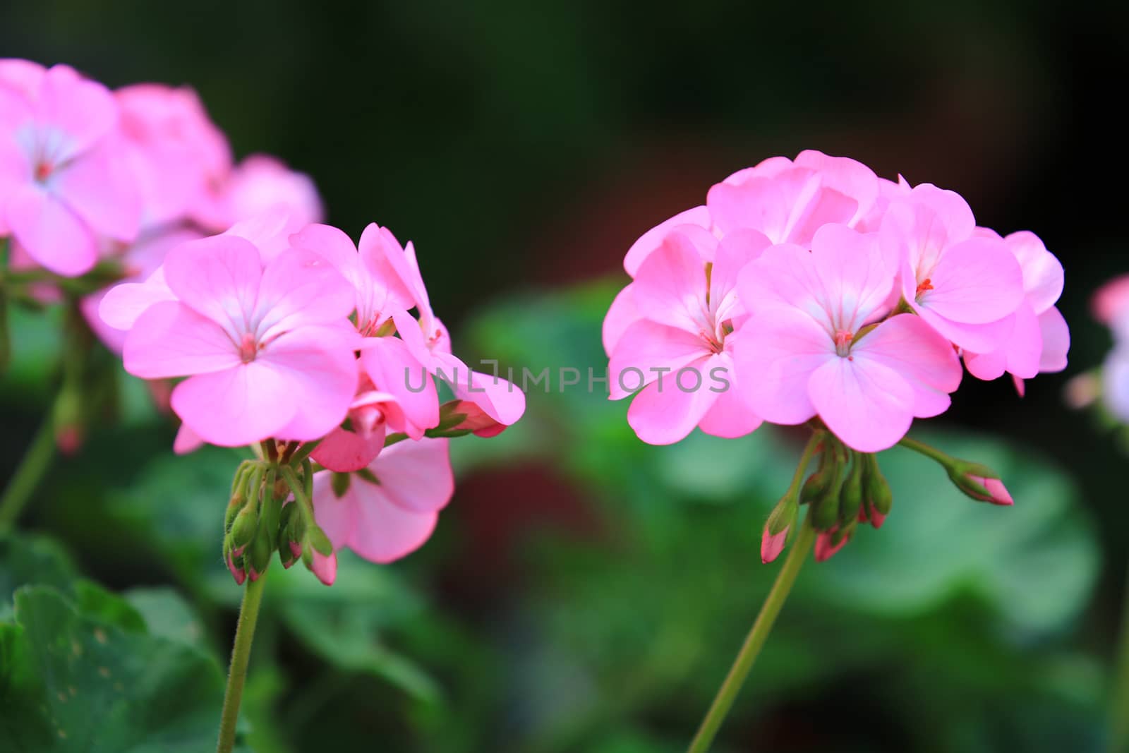 Beautiful pink Hydrangea or Hortensia flower blossoming in garden,Closeup freshness Hydrangea flowers with leaf and branch in nature background in morning