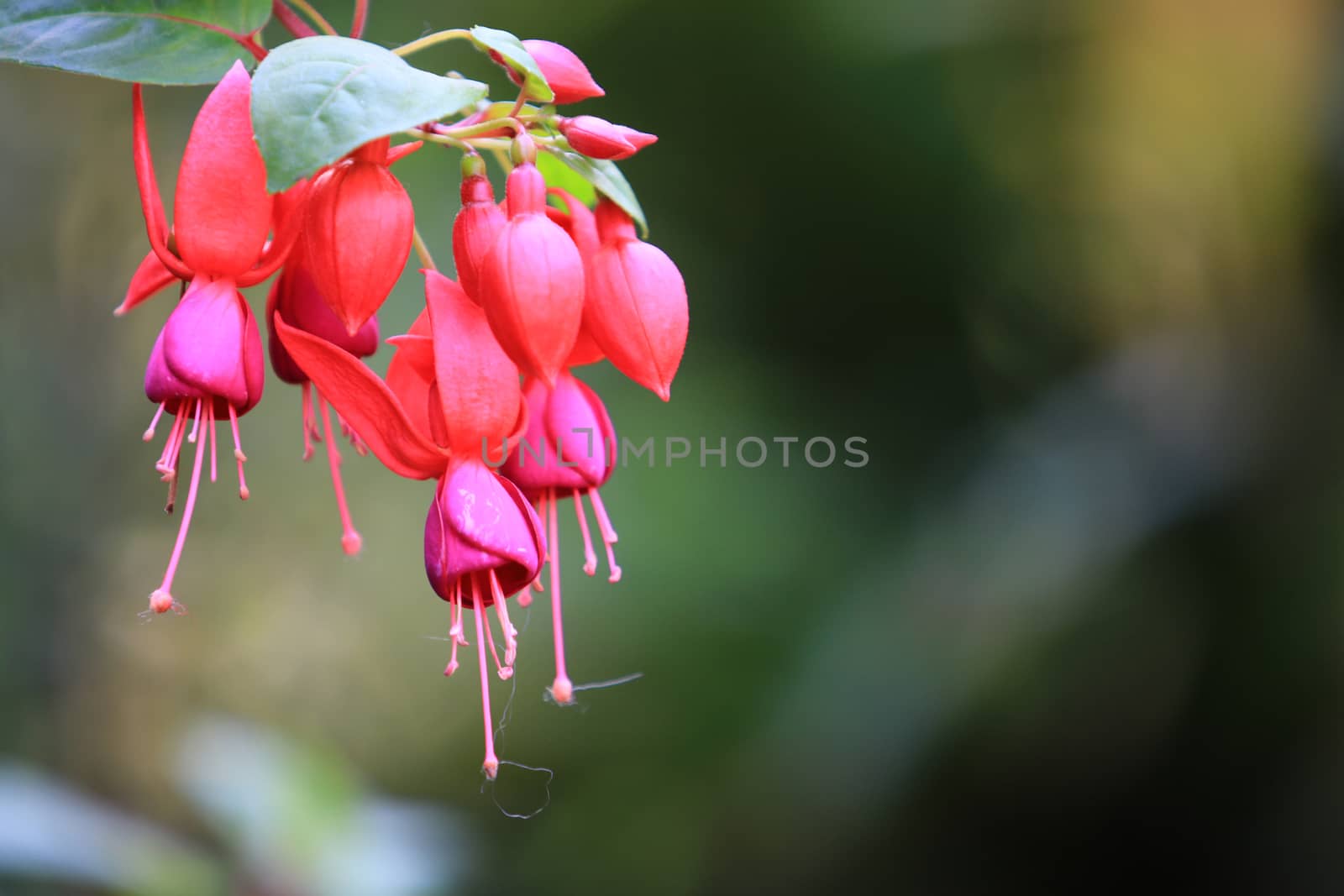 Beautiful red Fuchsia (Fuchsia hybrida) flowers with leaf and branch,red Fuchsia (Fuchsia hybrida) flowers hanging with nature background,Beautiful pink red plant in garden