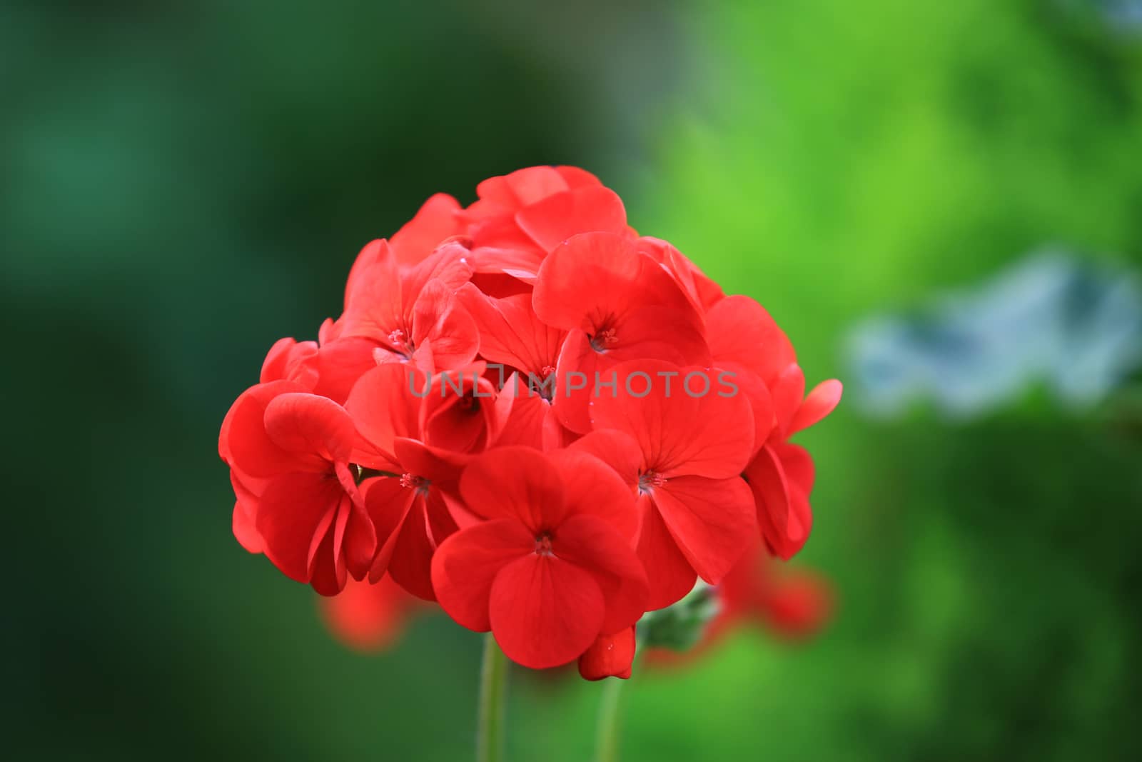 Beautiful red Hydrangea or Hortensia flower blossoming in garden,Closeup freshness Hydrangea flowers in nature background,concept hotness flower