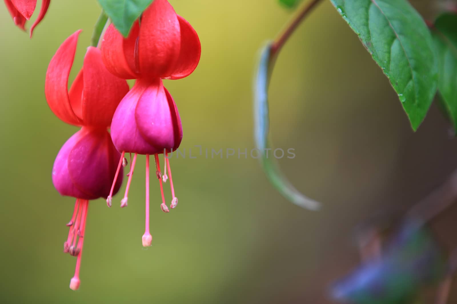 Beautiful red Fuchsia (Fuchsia hybrida) flowers with leaf and branch,red Fuchsia (Fuchsia hybrida) flowers hanging with nature background,Beautiful pink red plant in garden