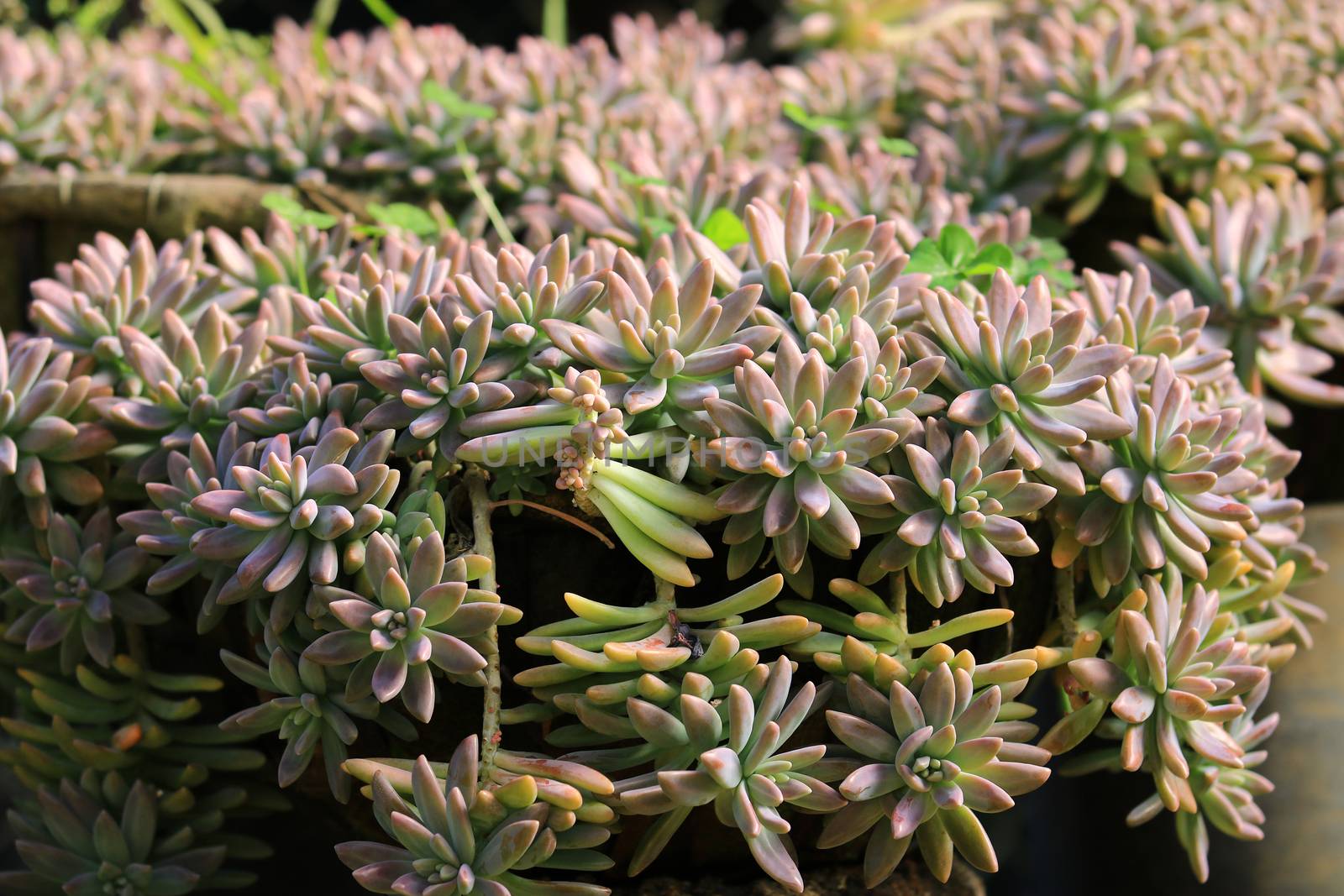 Beautiful group of Pachyphytum Compactum blossoming in garden, pattern of Pachyphytum Compactum plant as a Floral background