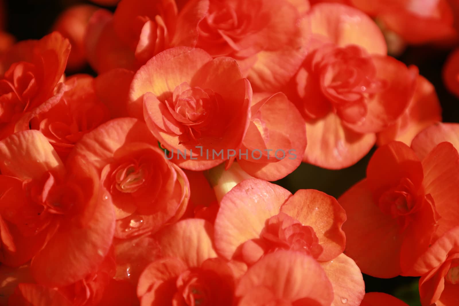 Beautiful group of red Hydrangea or Hortensia flower blossoming, freshness Hydrangea flowers as a floral background,texture of beautiful red flower with sunlight