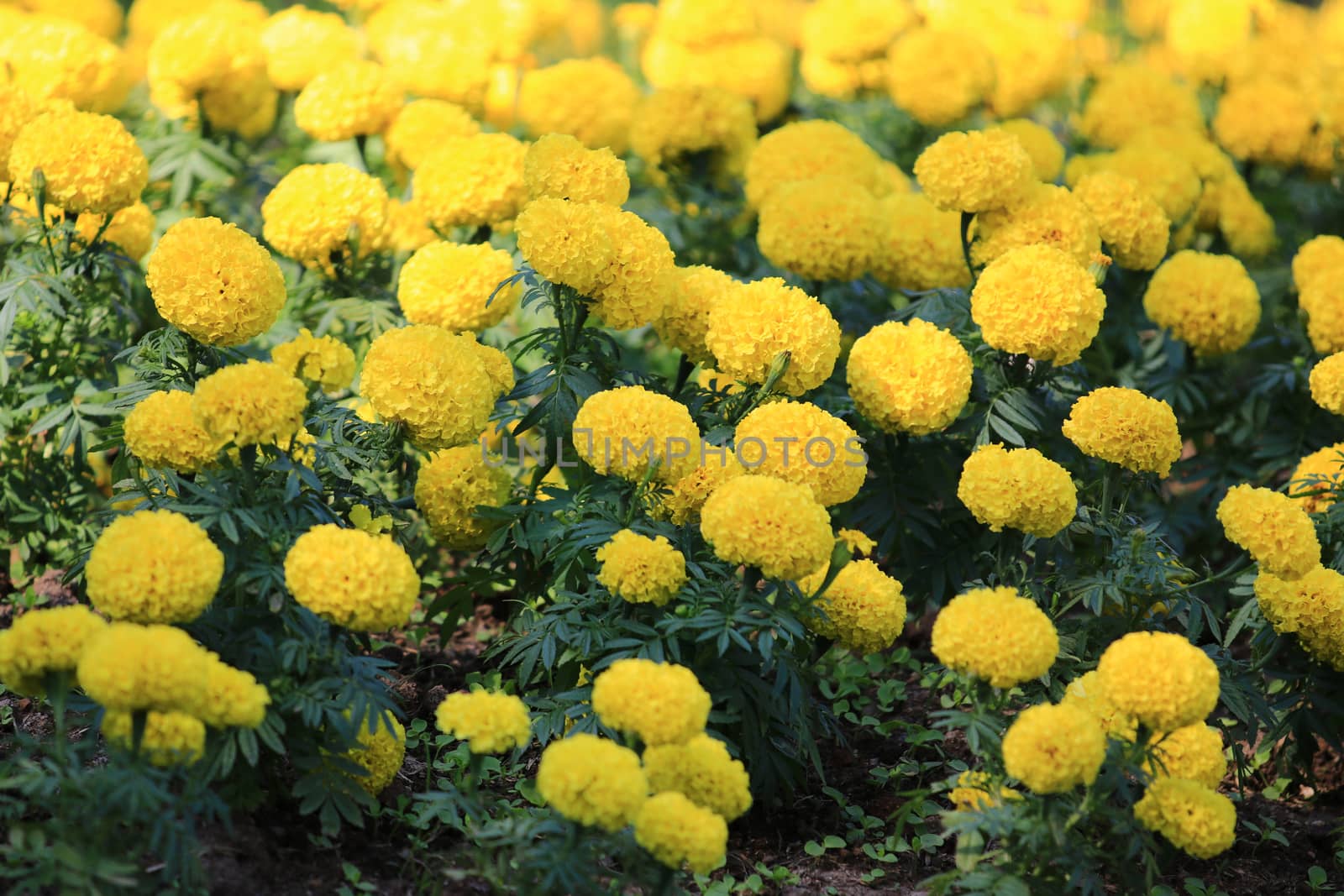 Group of Marigold or Tagetes erecta flower Blooming in garden,pattern of yellow Marigold flower as a Floral background