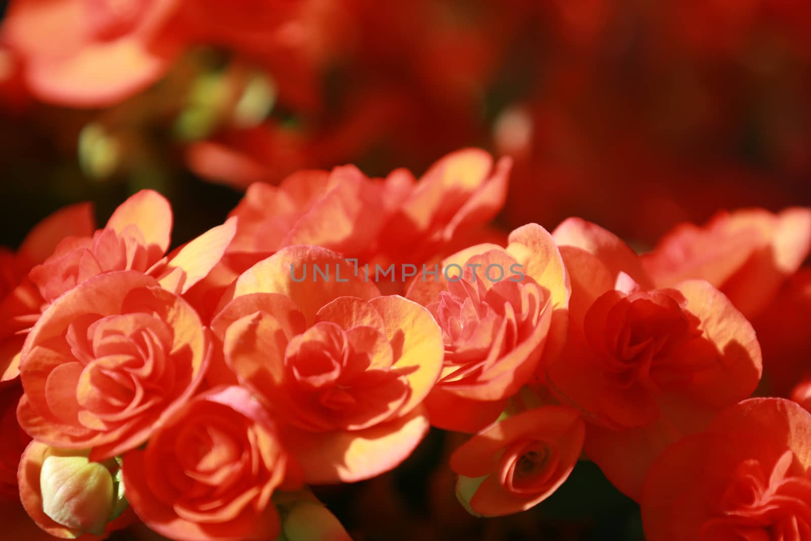 Beautiful group of red Hydrangea or Hortensia flower blossoming, freshness Hydrangea flowers as a floral background,texture of beautiful red flower with sunlight