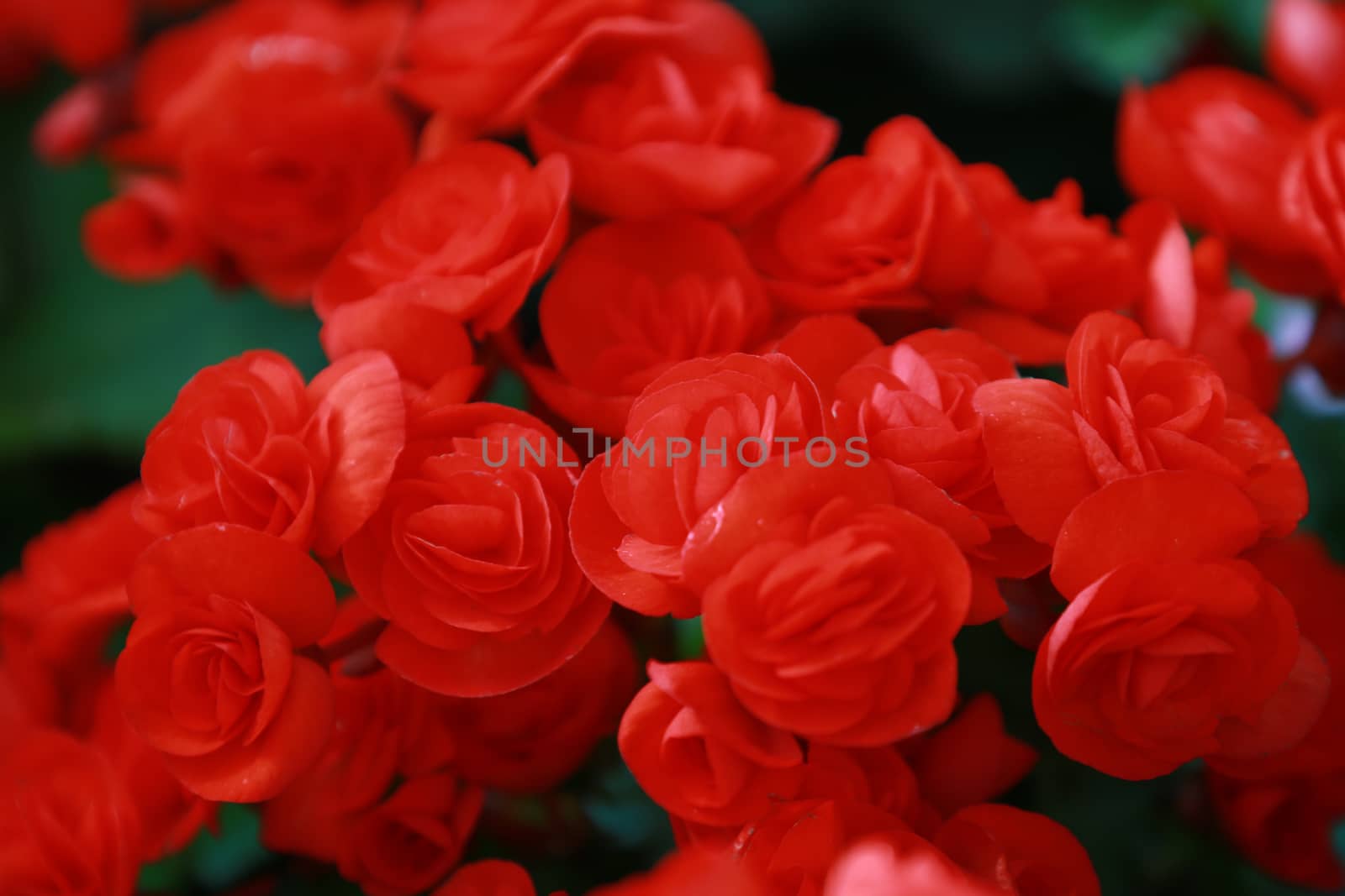 Beautiful group of red Hydrangea or Hortensia flower blossoming, freshness Hydrangea flowers as a floral background,texture of red hydrangea