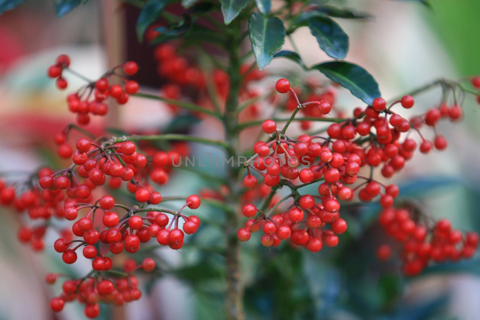 Red berries (Buffaloberries) plant with leaf and branch in garden,Red berry plants and fruits,Holly green foliage with nature red berries