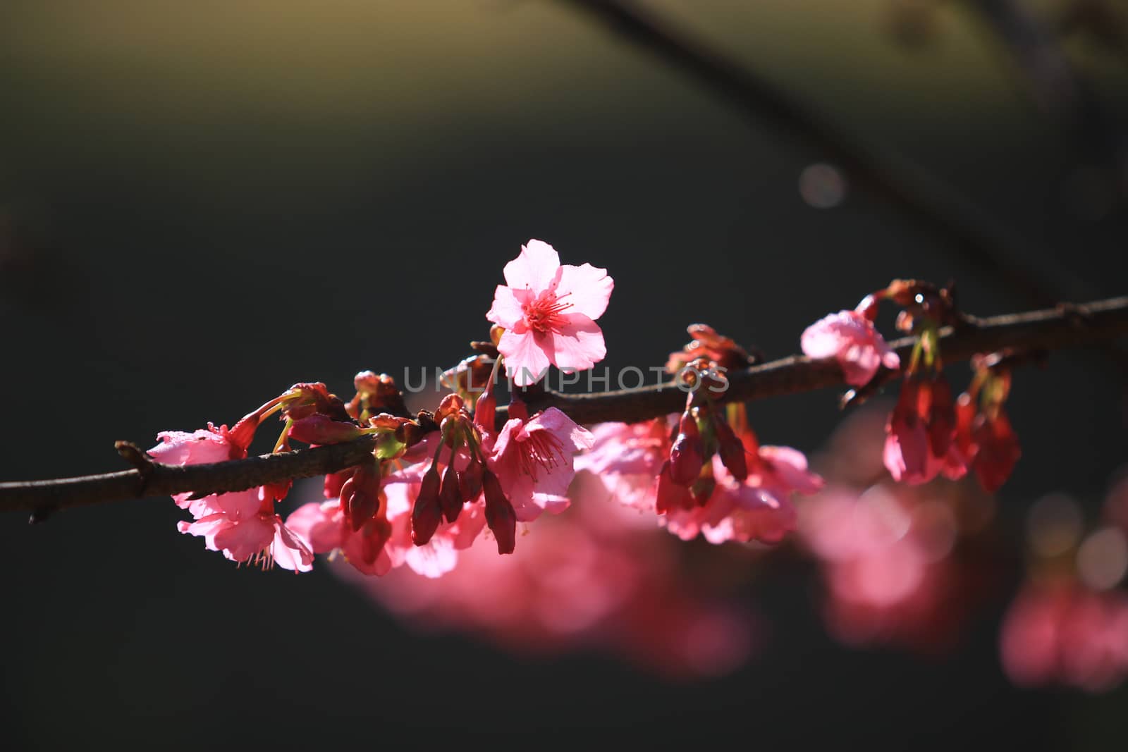 Cherry Blossom or Sakura flower on nature background in garden,Beautiful Cherry Blossom flower with branch and sunlight in dark background and bokeh concept darktone sakura