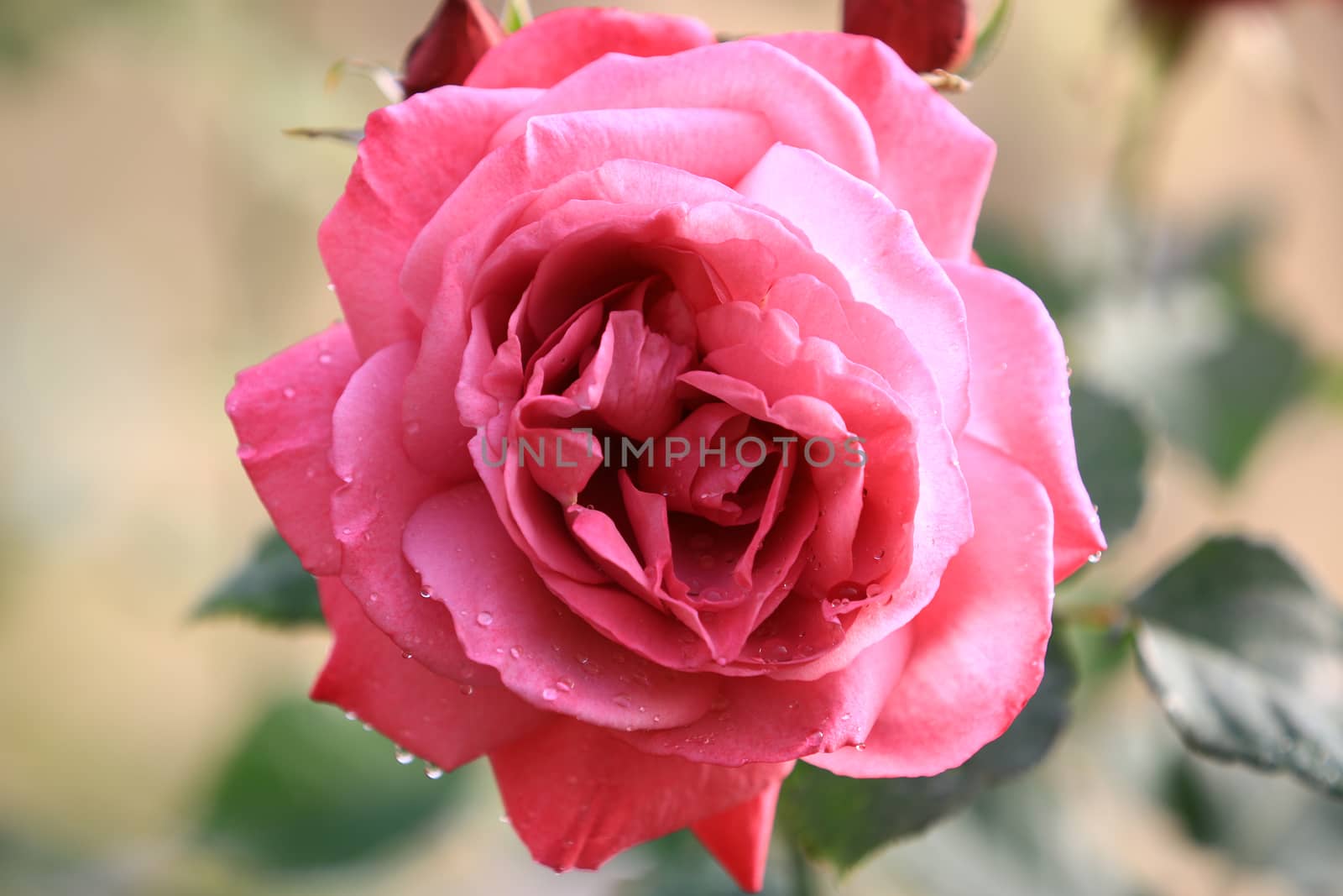 Pink rose flower on background blurry leaf in the garden of roses,Delicate beauty of close-up rose with soft sunlight