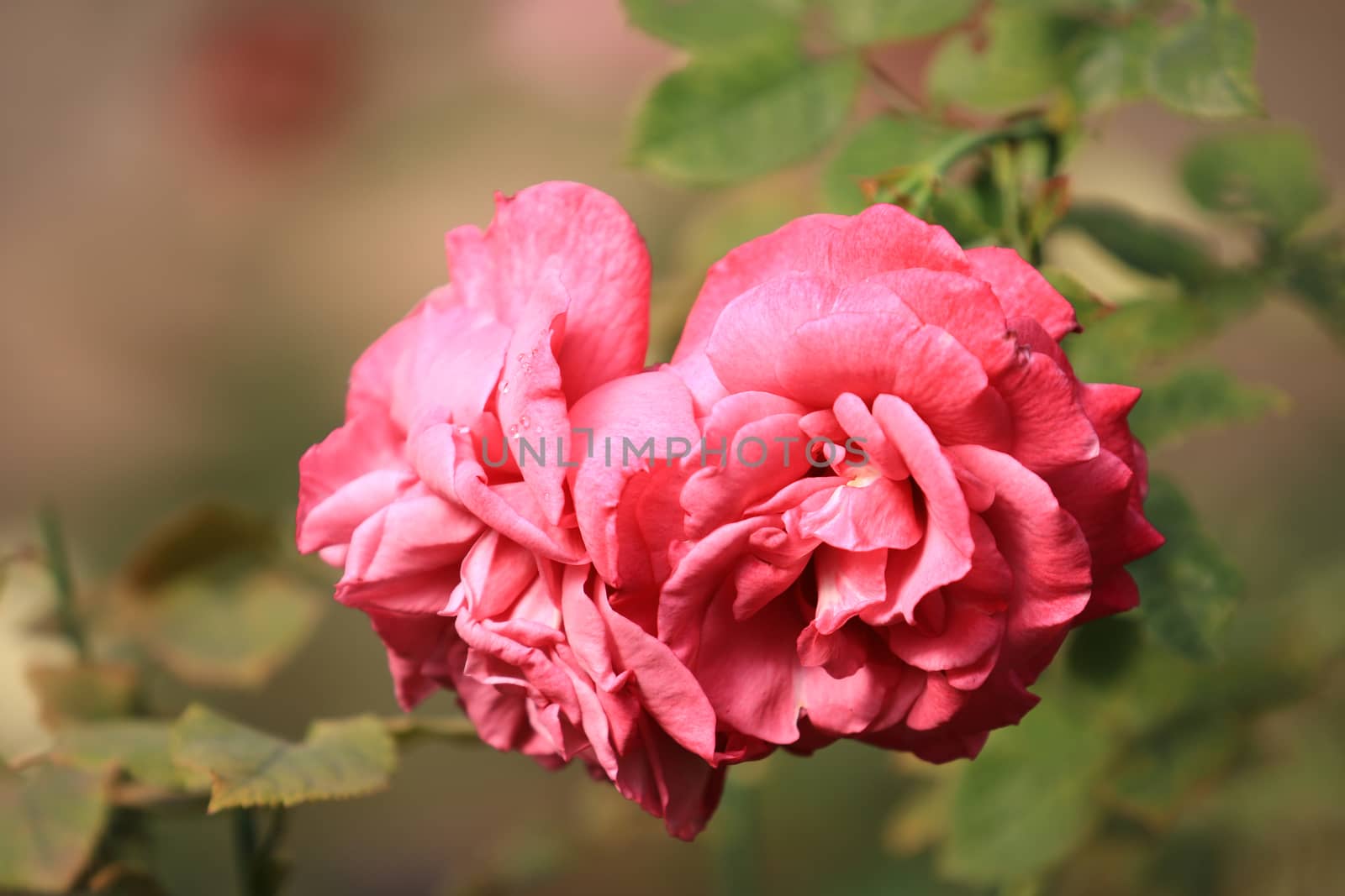 Pink rose flower on background blurry leaf in the garden of roses,Delicate beauty of close-up rose