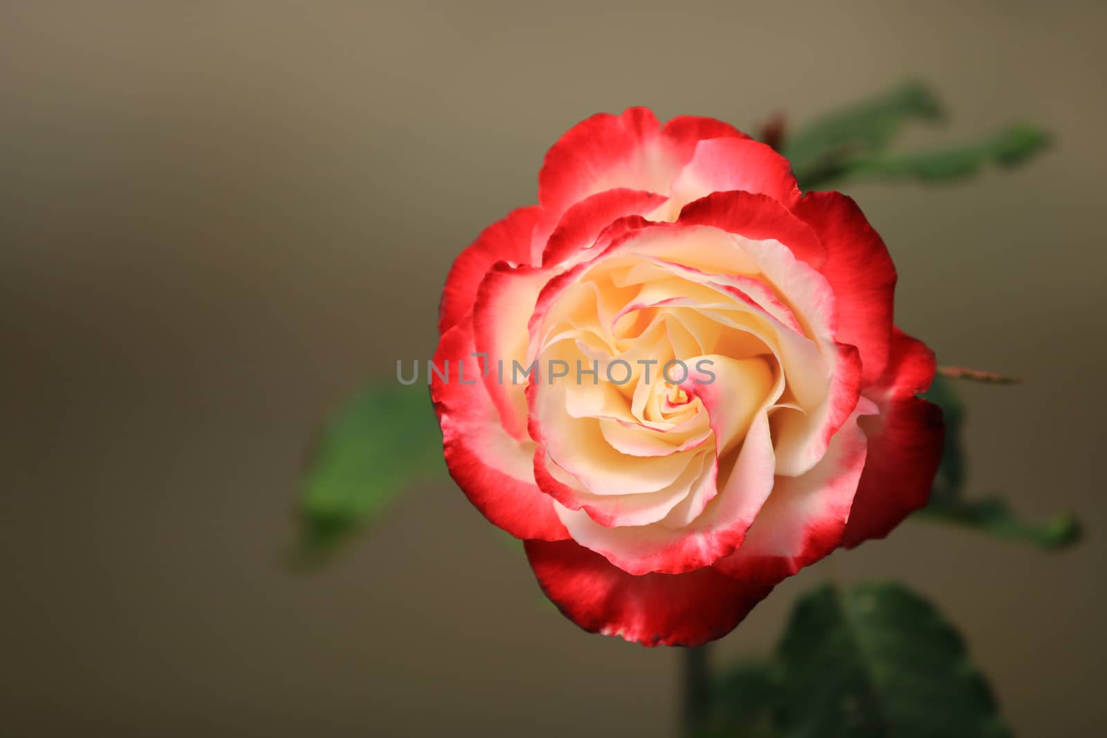 Red white rose flower on background blurry leaf in the garden of roses,Delicate beauty of close-up rose