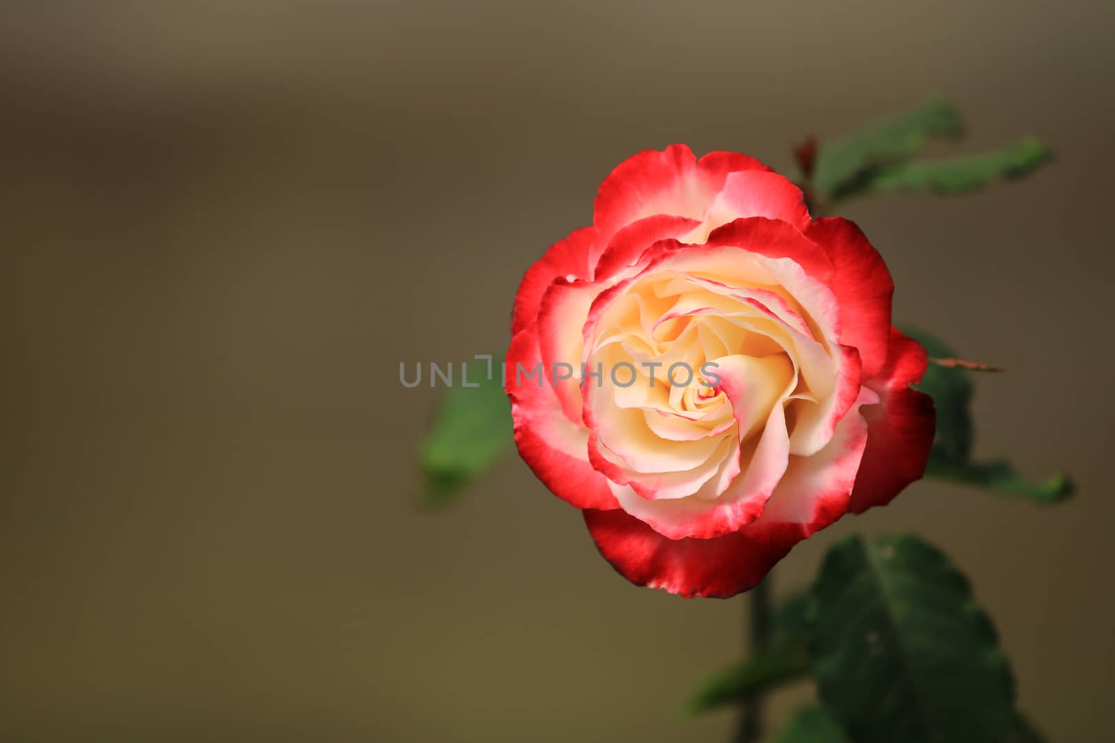 Red white rose flower on background blurry leaf in the garden of roses,Delicate beauty of close-up rose