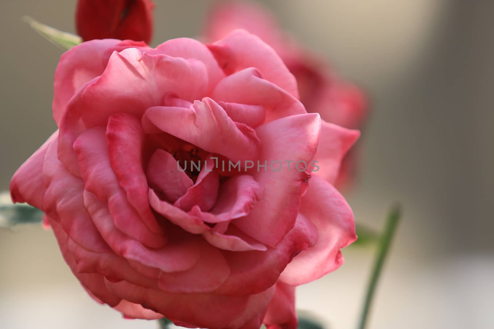 Pink rose flower on background blurry leaf in the garden of roses,Delicate beauty of close-up rose