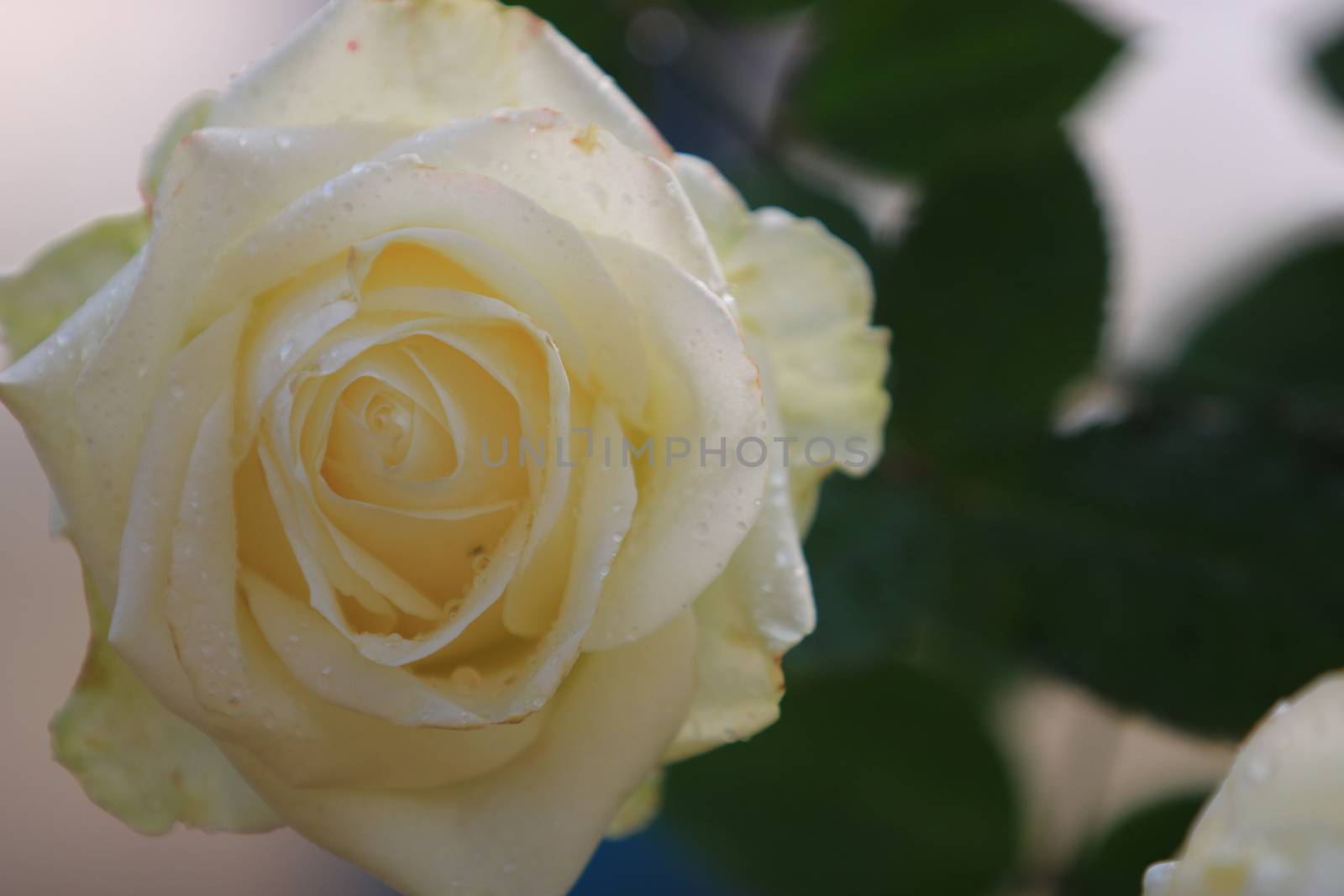 White rose flower on background blurry leaf in the garden of roses,Delicate beauty of close-up rose