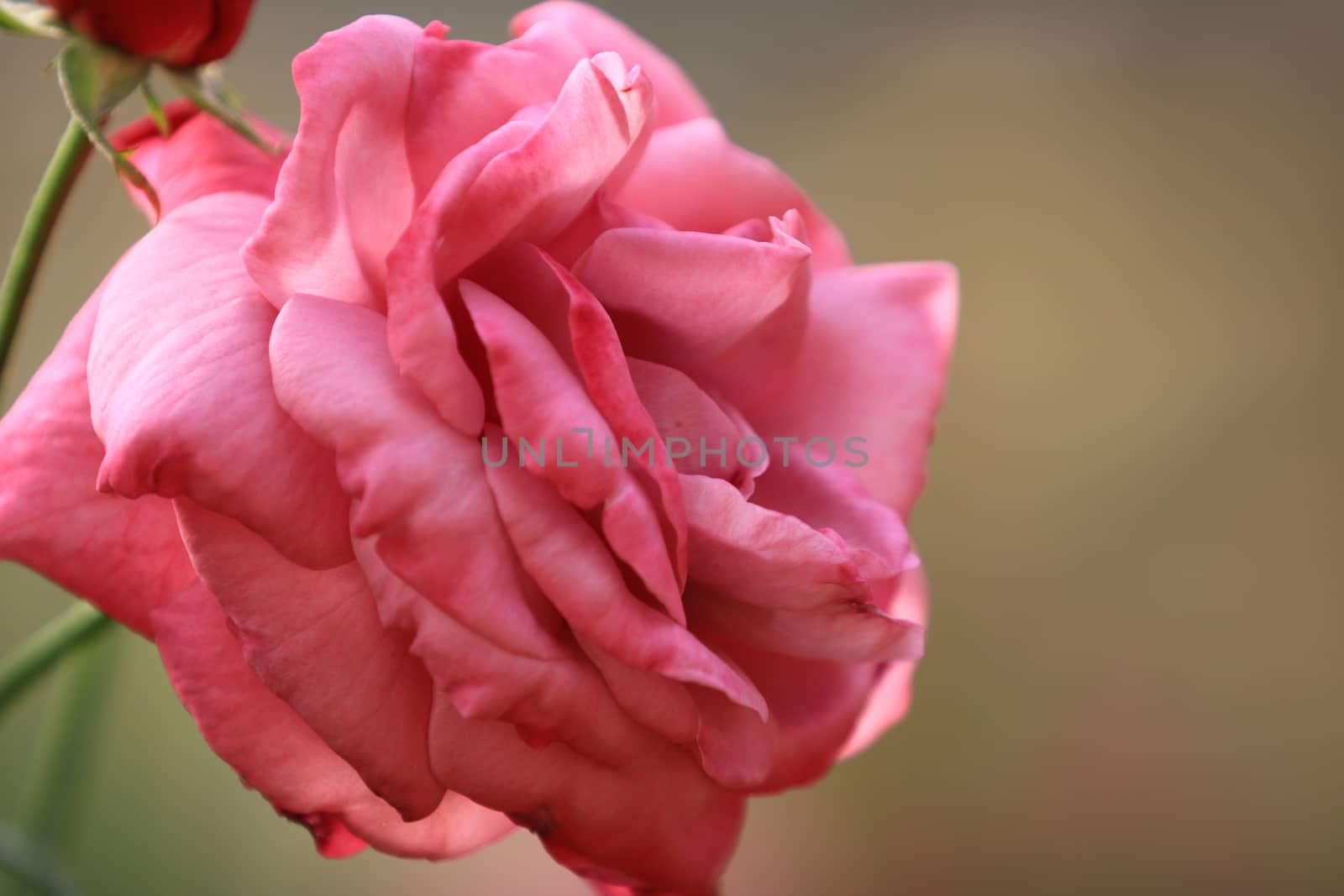 Pink rose flower on background blurry leaf in the garden of roses,Delicate beauty of close-up rose with soft sunlight