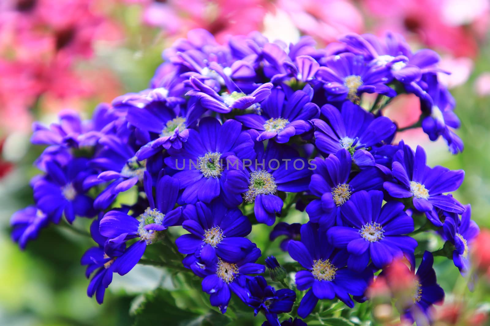 Blurry Blue daisy flower on background blurry flower in the garden ,Group of Blue daisy flower with soft sunlight