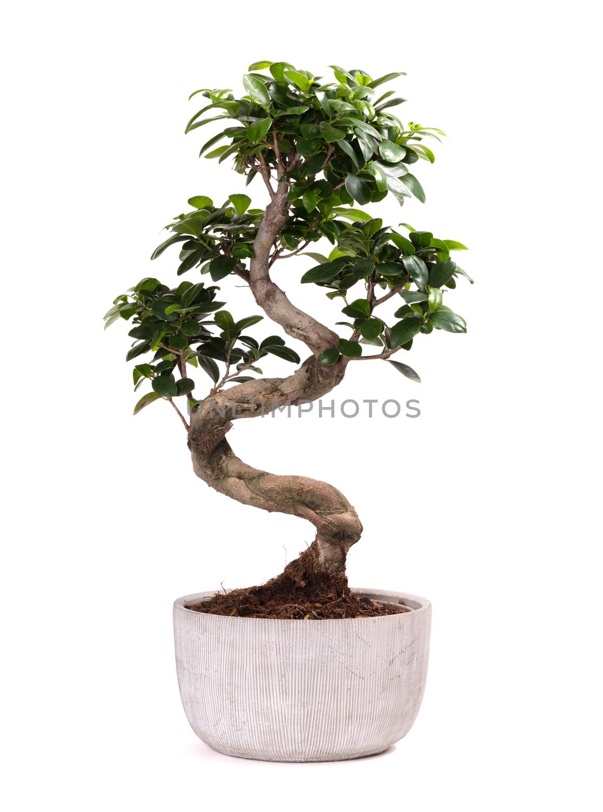 Bonsai tree potted plant, isolated on white