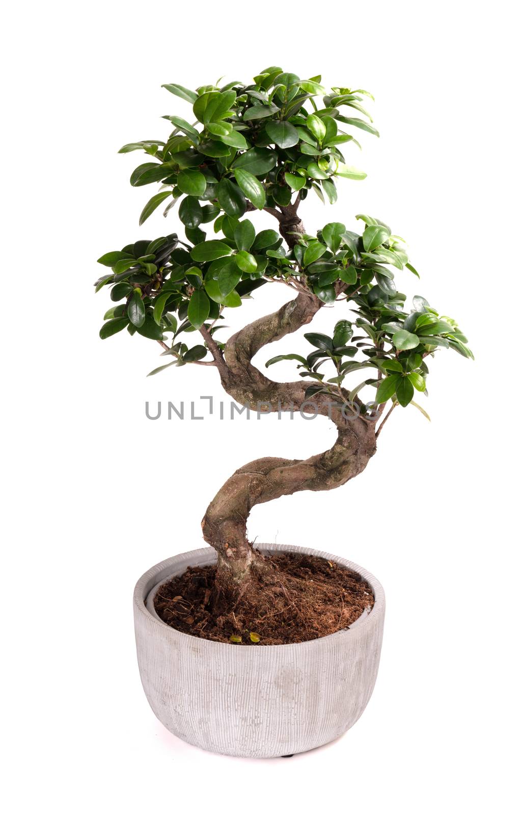 Bonsai tree potted plant, isolated on white