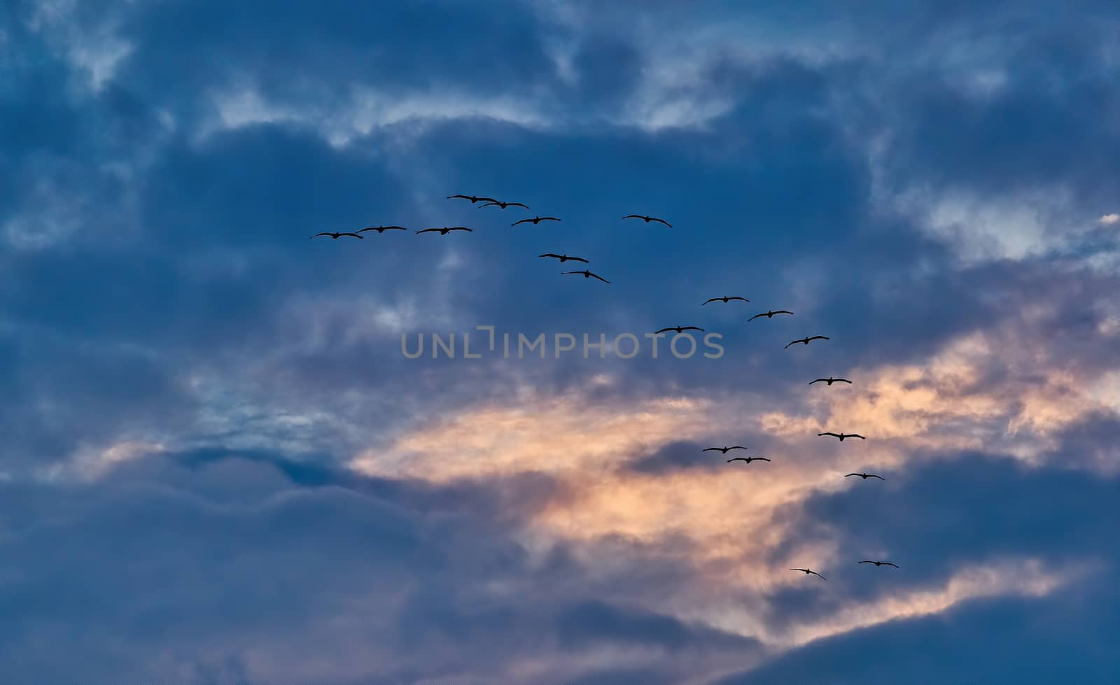 Flock of Seagulls in Morning Sky by dbvirago