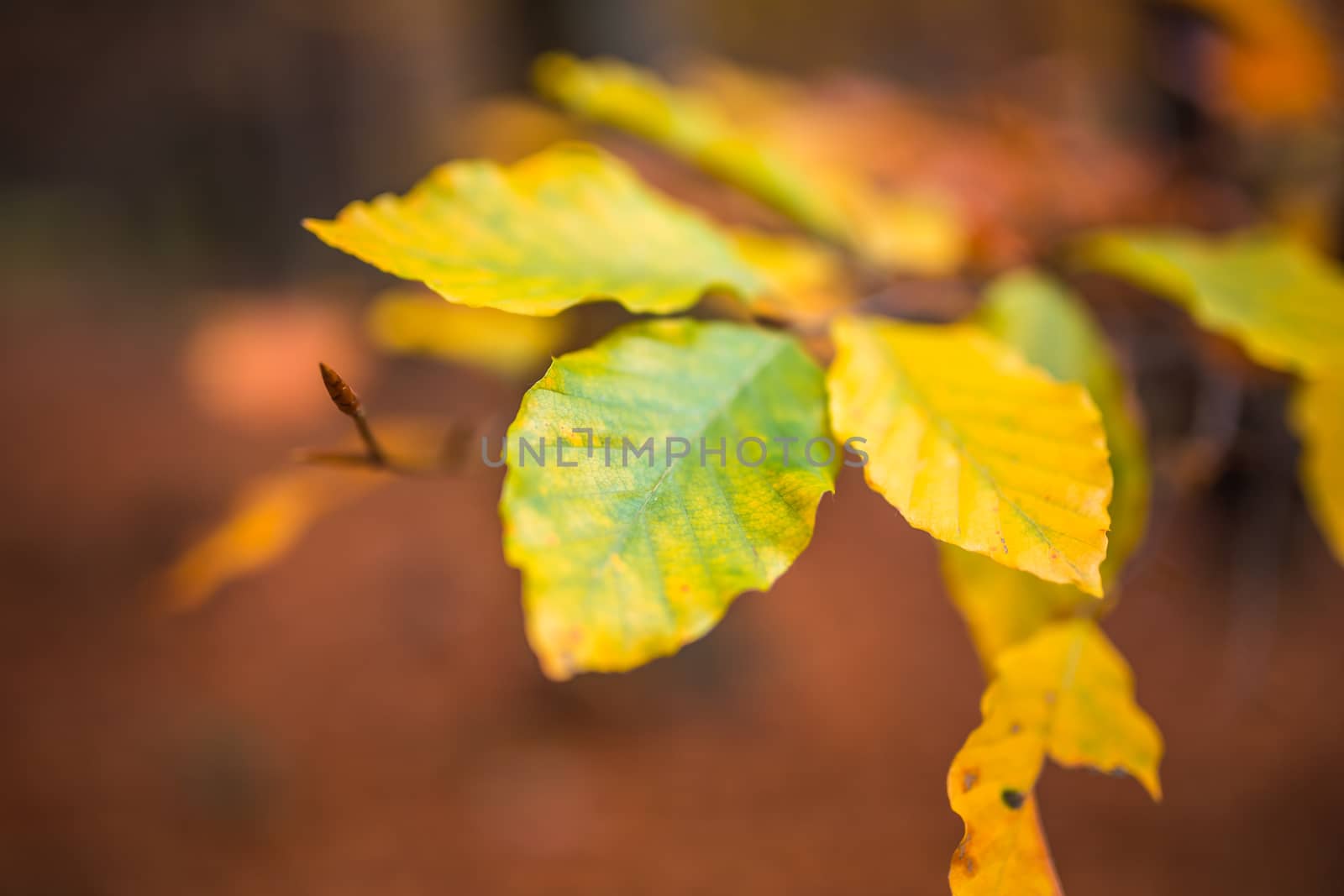 Close up image of orange autumn leaves at soft golden light.