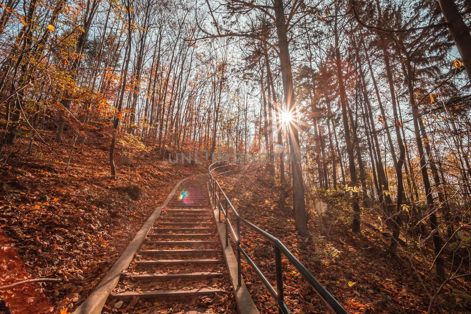 Path in natural park with autumn trees. Sunny autumn picturesque forest landscape with sunlight. Fall trees with colorful leaves background. Vivid october day, maple autumn trees road fall way