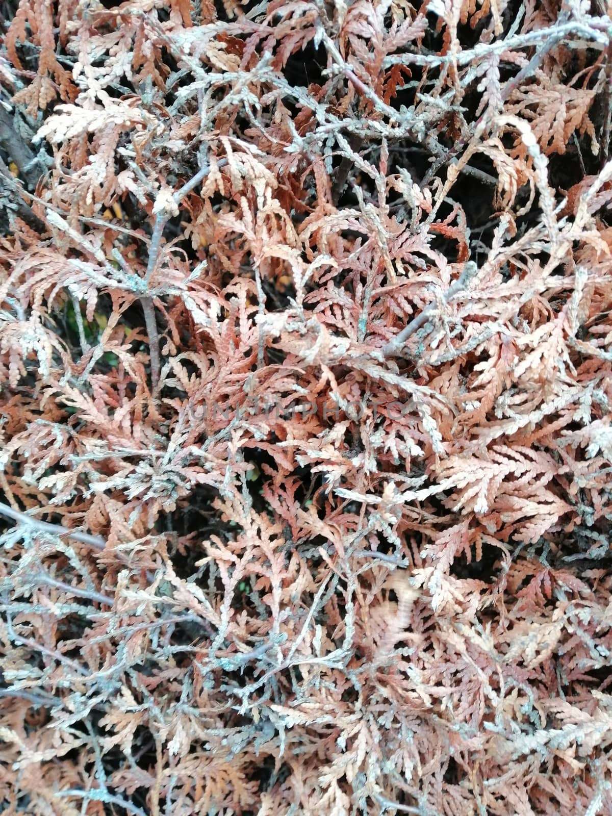 Thuja tree branches textured background. Macro photo.