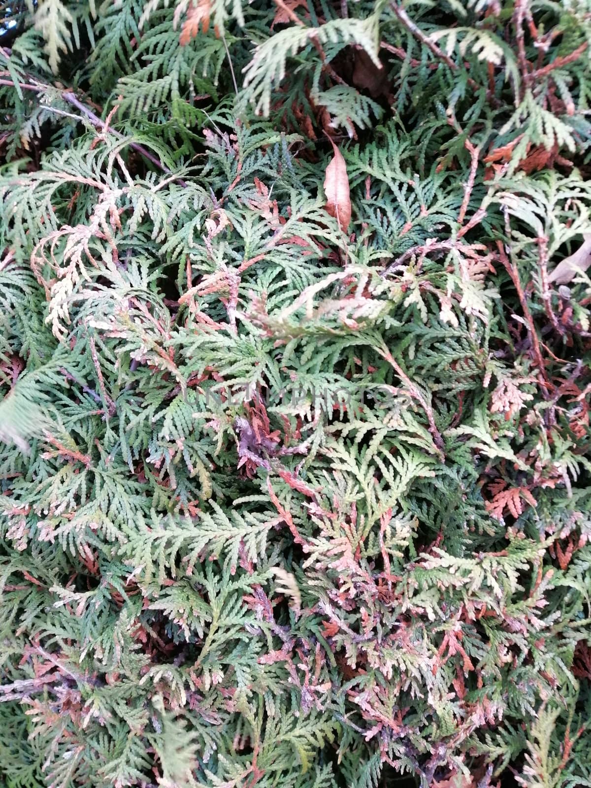 Close up pine leaves. Pattern of dried thuja branches. by Lenkapenka