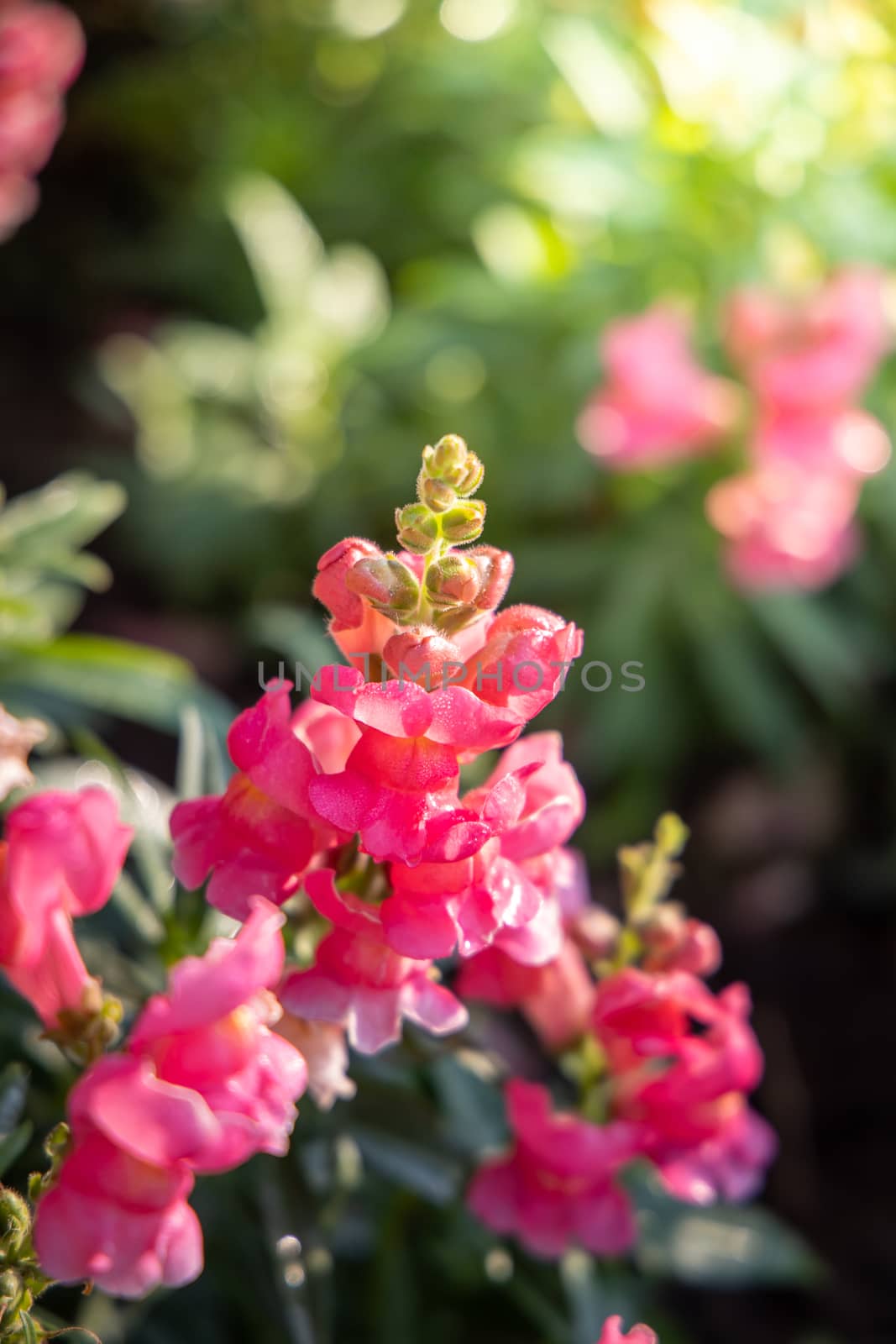 The background image of the colorful flowers by teerawit