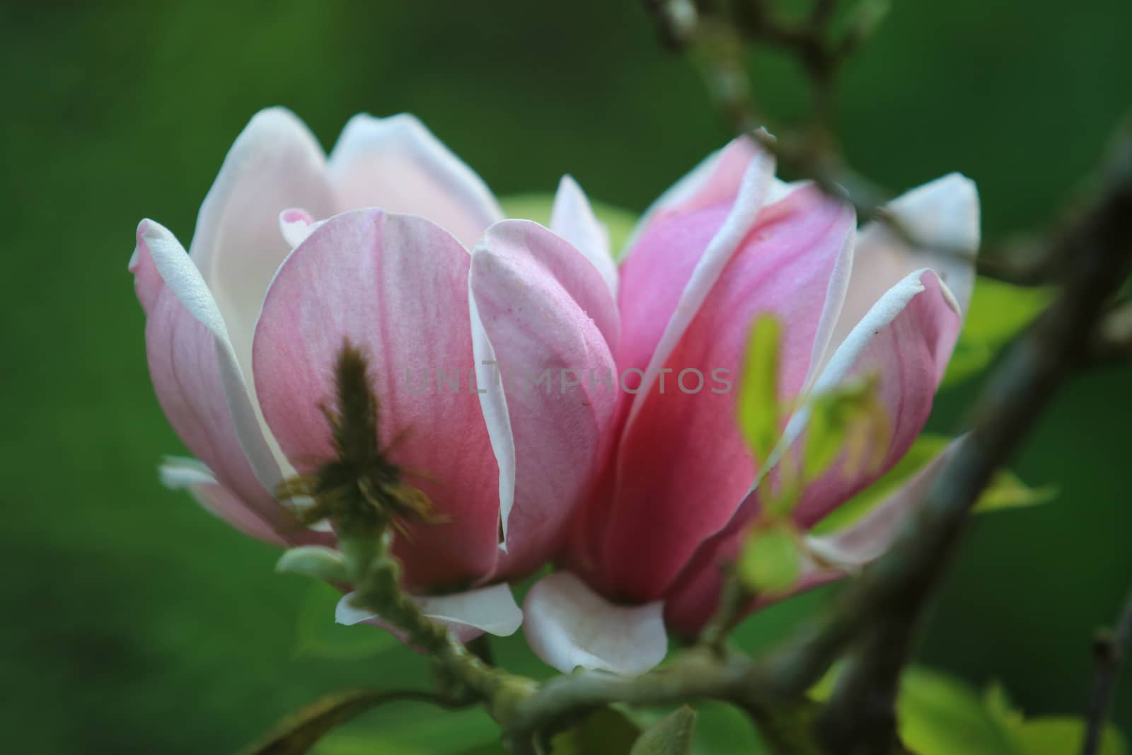 Pink white Magnolia flower on nature background in garden,Close up Magnolia flower with branch and leaf on blurry background