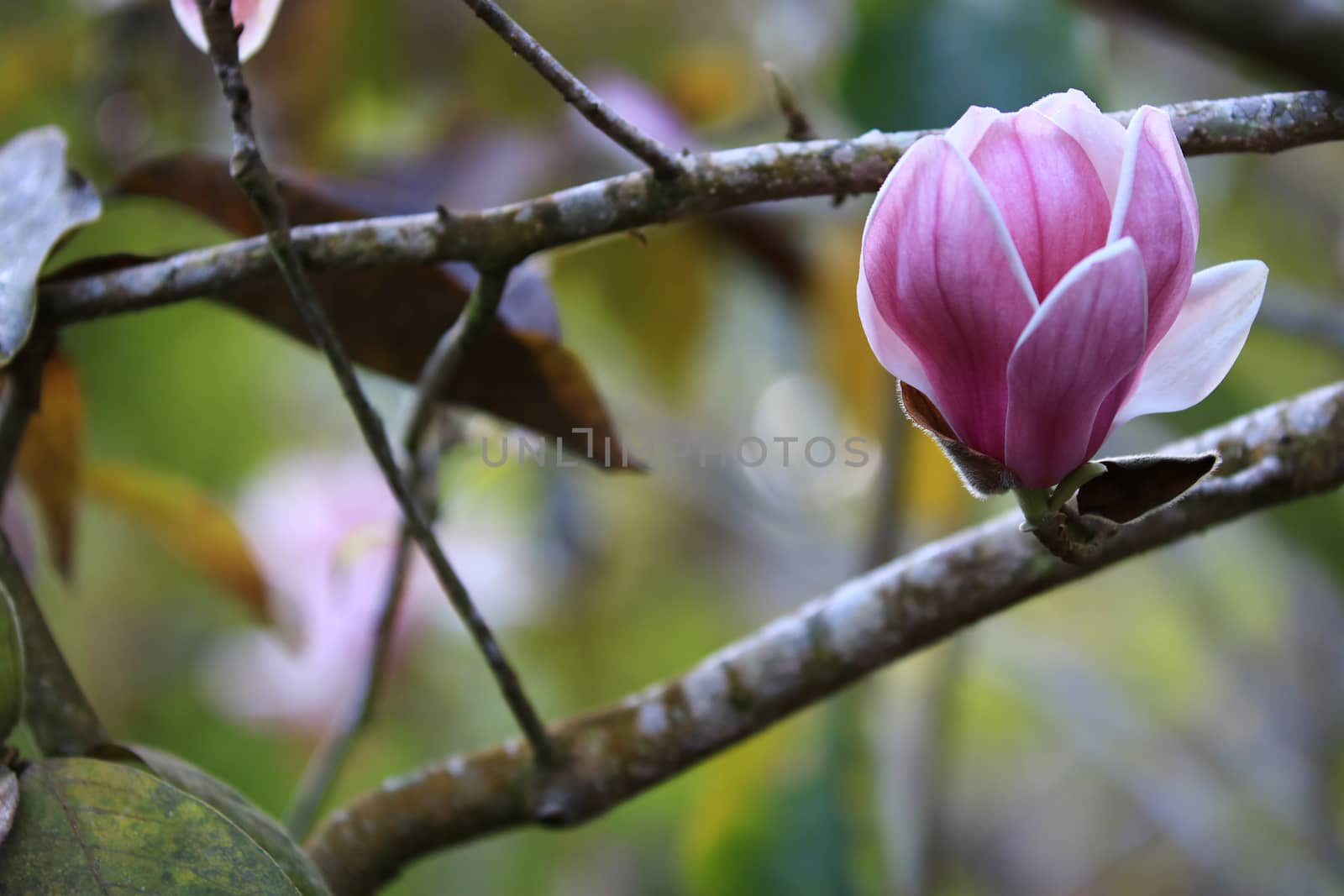 Pink white Magnolia flower on nature background in garden,Close up Magnolia flower with branch and leaf on blurry background