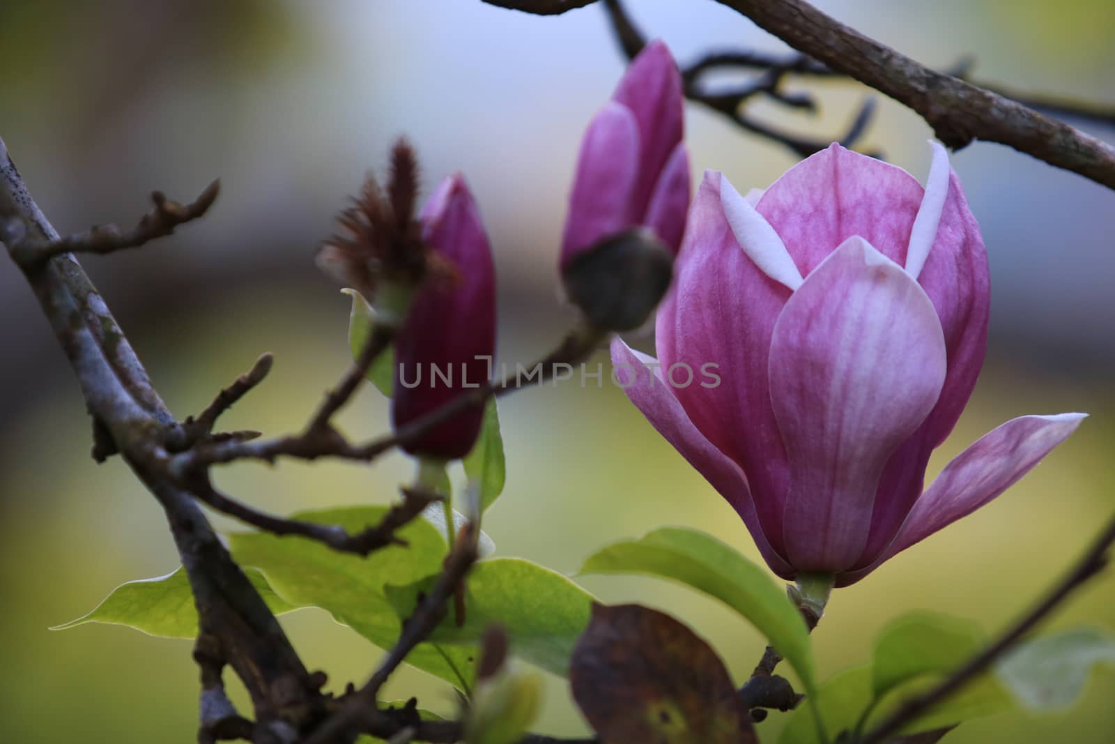 Pink white Magnolia flower on nature background in garden,Close up Magnolia flower with branch and leaf on blurry background